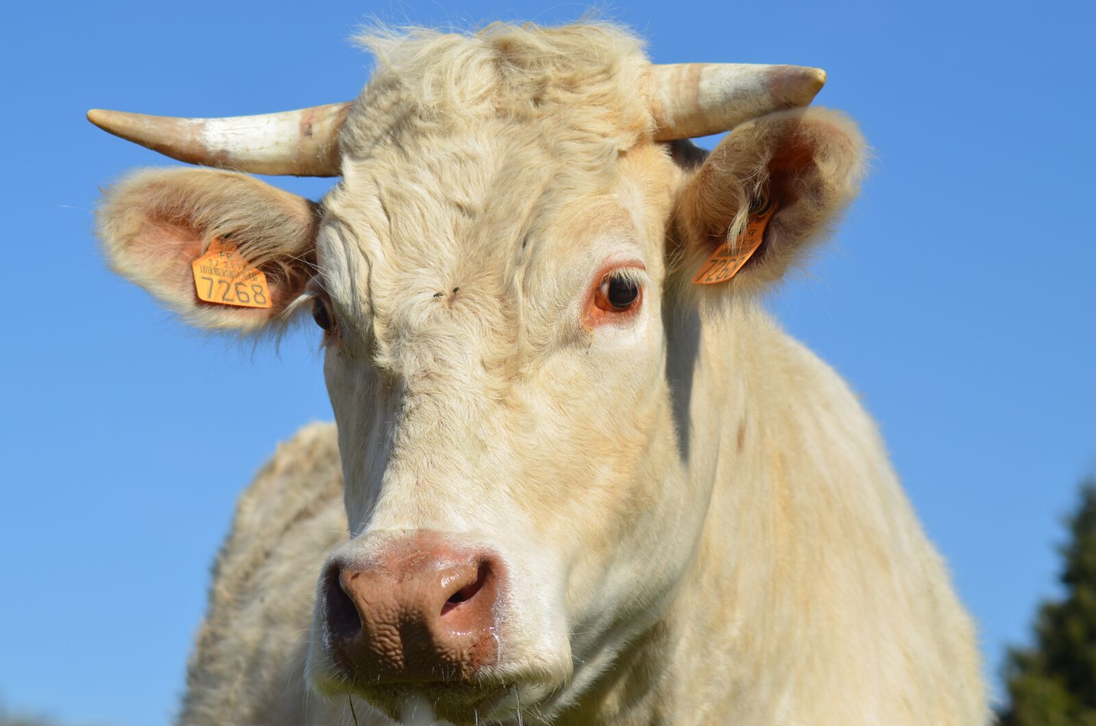 Nikon D5100 sample photo. Cow, agriculture, breeding photography