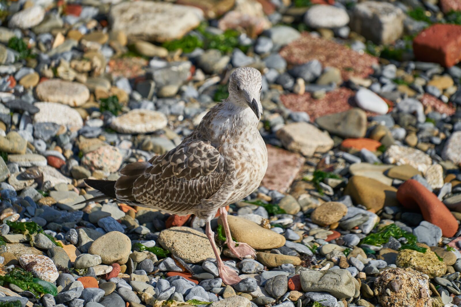 Sony FE 70-200mm F4 G OSS sample photo. Seagull, bird, animal photography