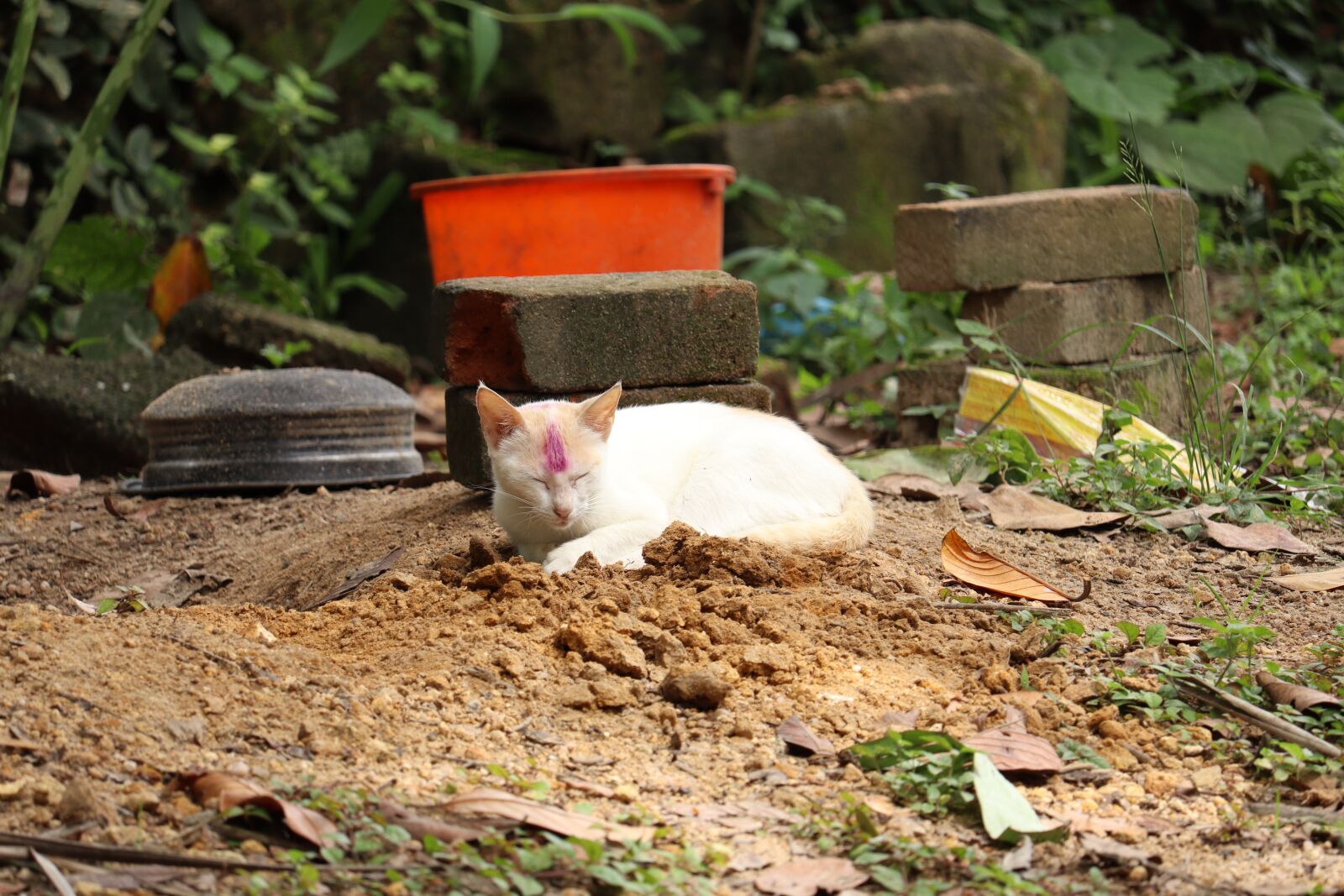 Canon EOS 250D (EOS Rebel SL3 / EOS Kiss X10 / EOS 200D II) sample photo. Kerala, village, cat photography