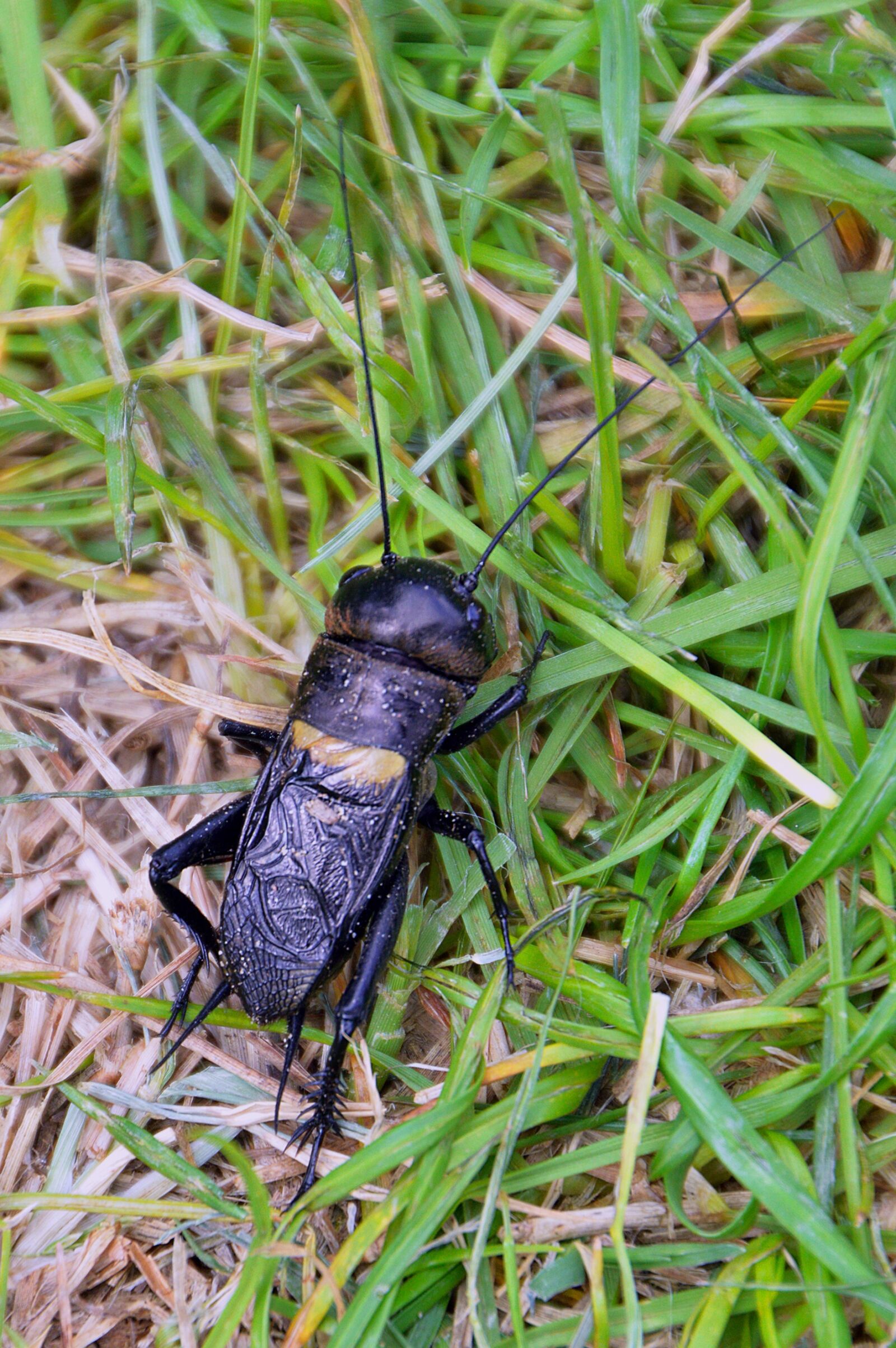 Nikon D3200 sample photo. Beetle, cicada, nature photography