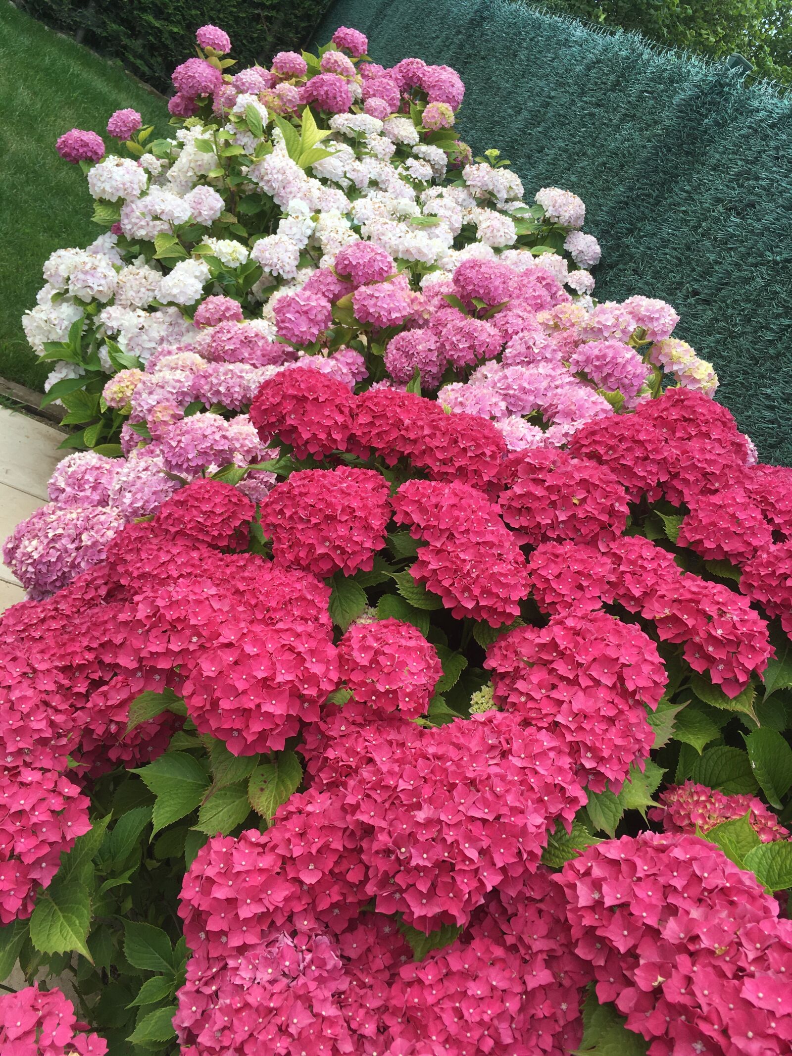 iPhone SE back camera 4.15mm f/2.2 sample photo. Hydrangeas, roses, garden photography