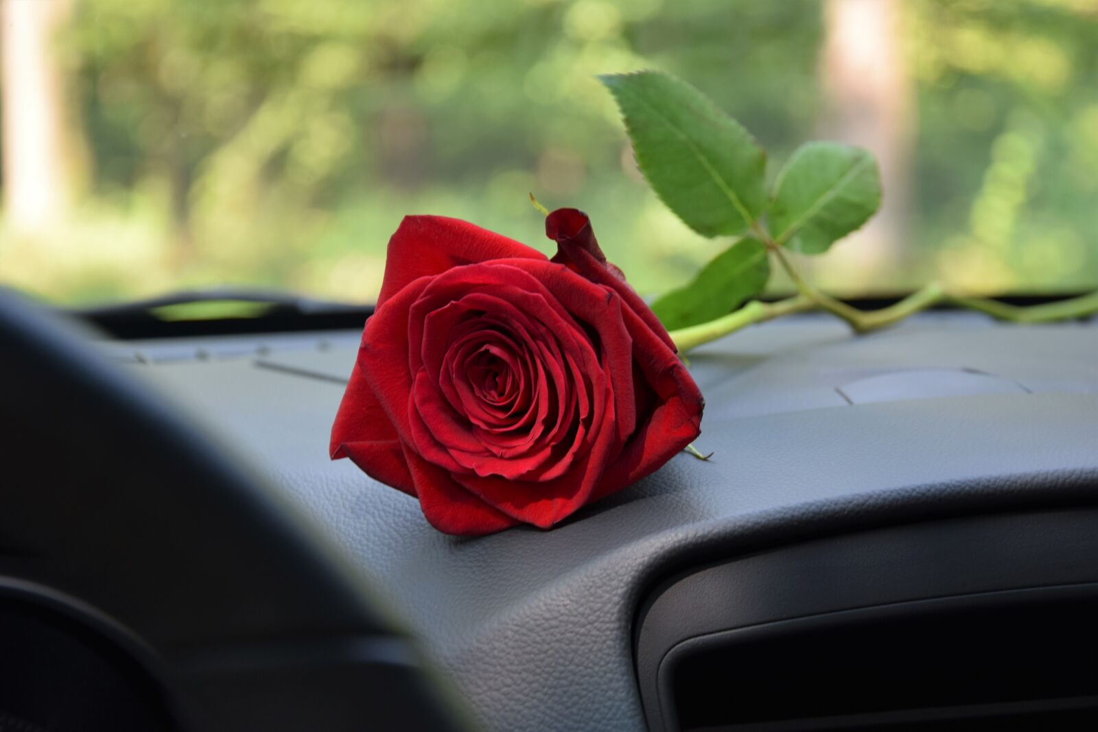 Nikon D3300 sample photo. Red rose on car photography