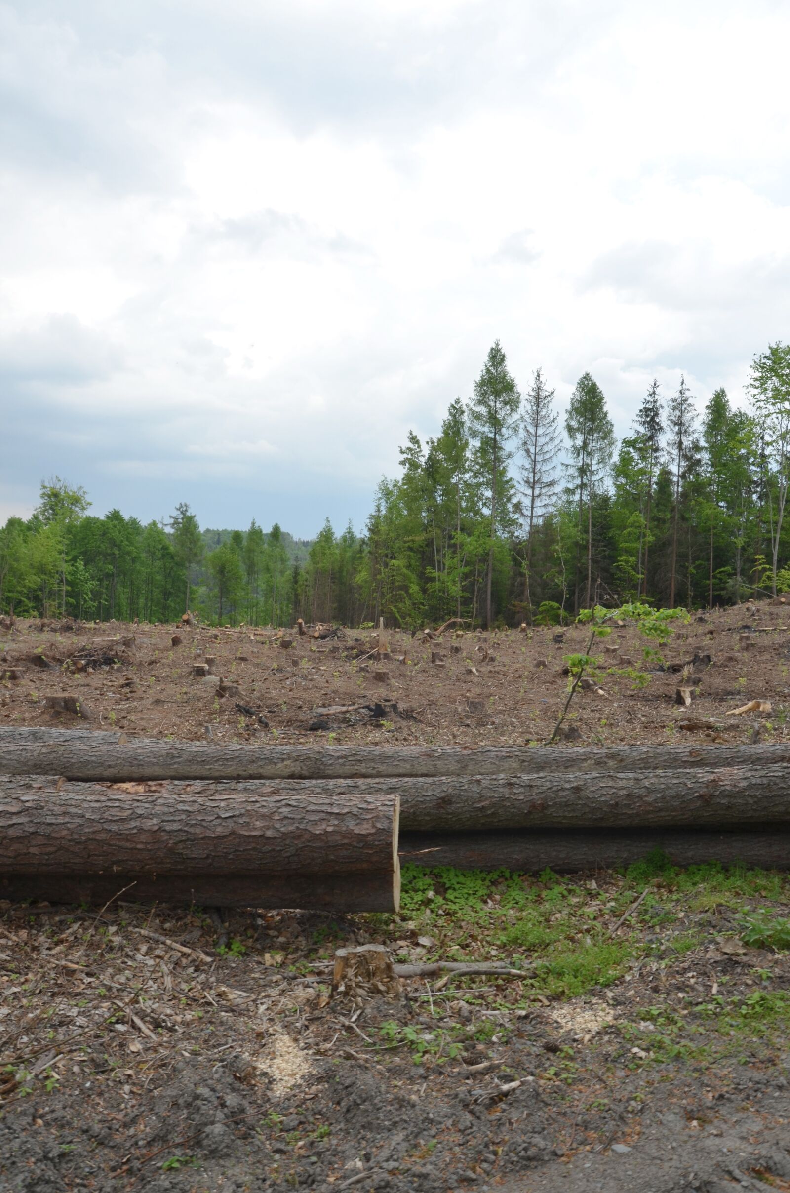 Nikon D5100 sample photo. Calamity, tree, nature photography