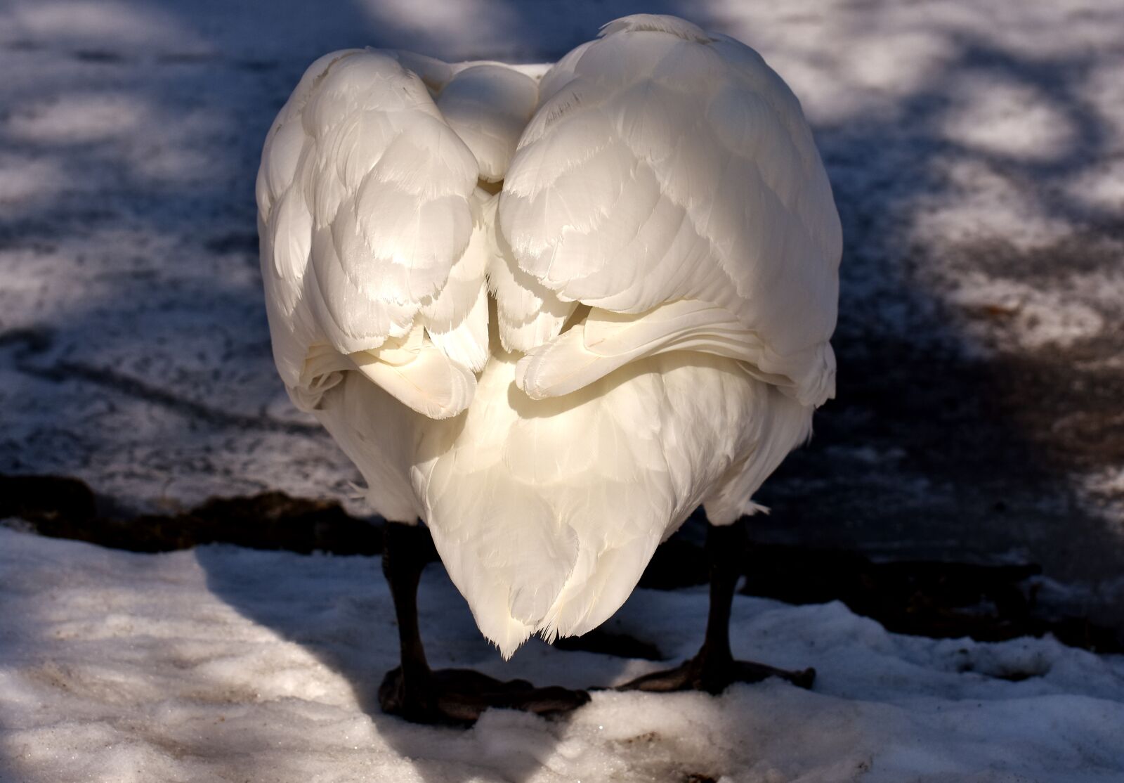 Nikon D7200 sample photo. Swan, feather, plumage photography