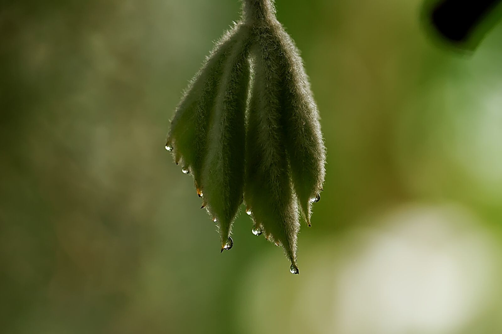 Canon EOS 450D (EOS Rebel XSi / EOS Kiss X2) sample photo. Leaf, rain, nature photography