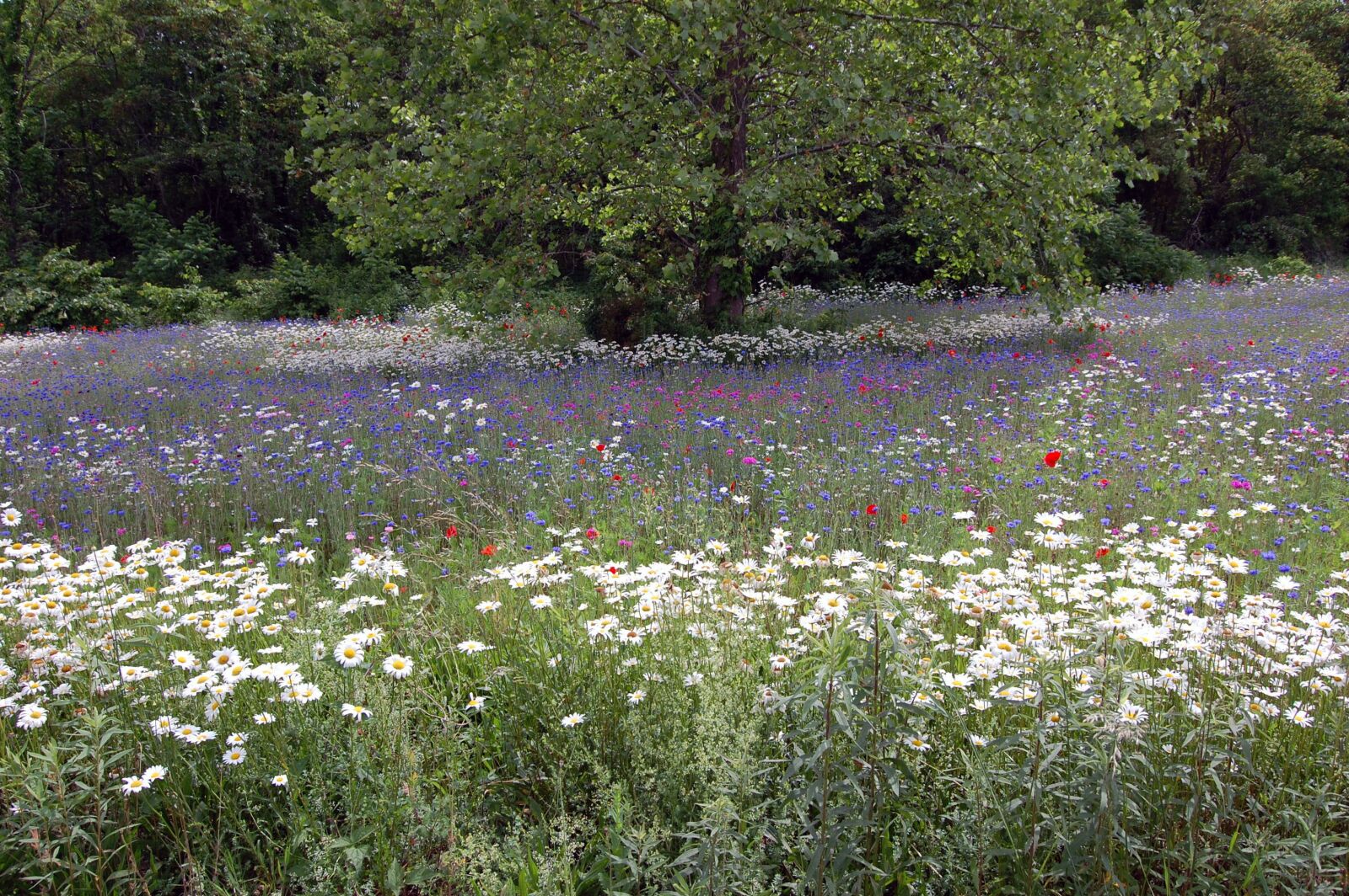 Nikon D40 sample photo. Field, of, flowers photography