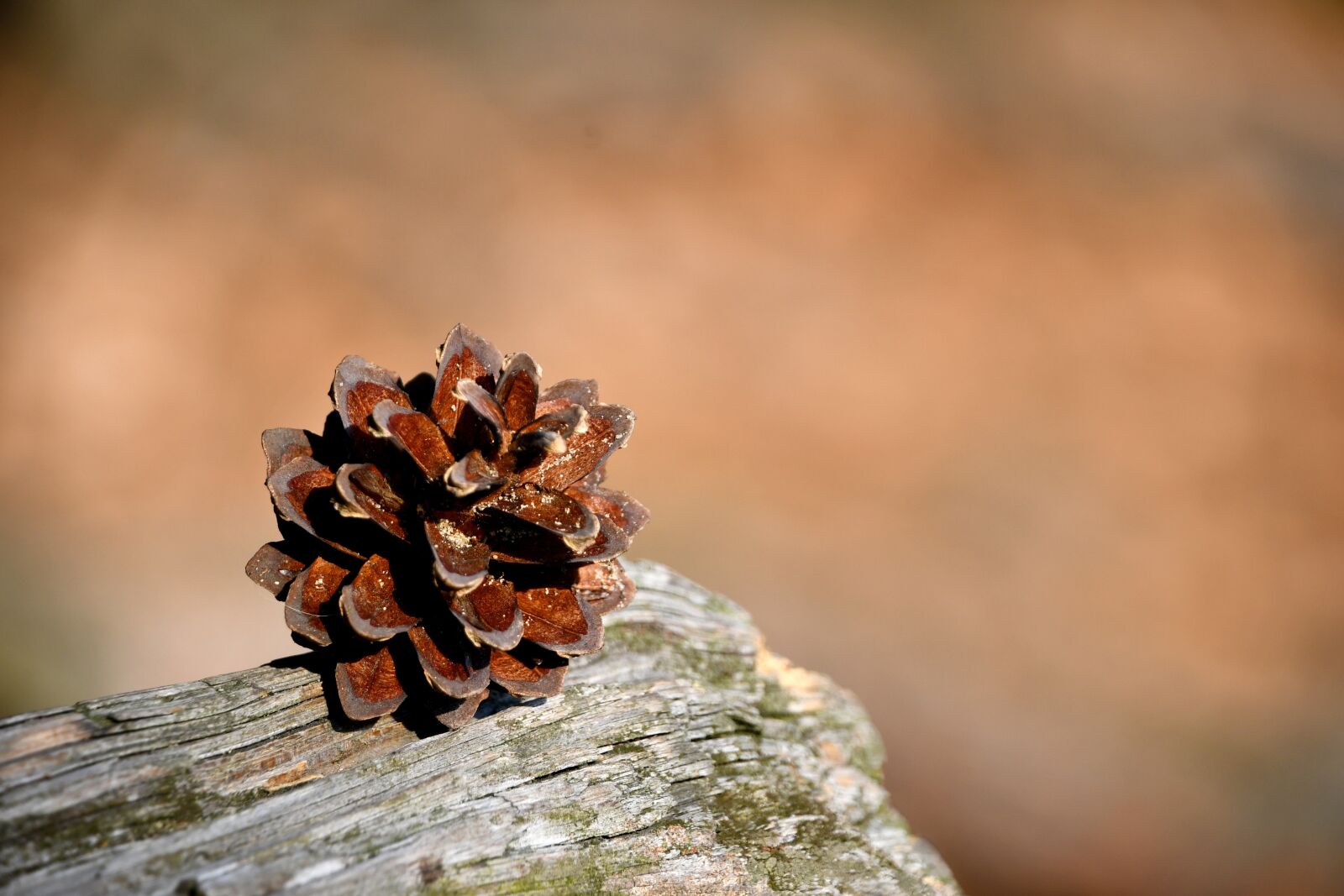 Nikon D7500 sample photo. Pine cone, brown, autumn photography