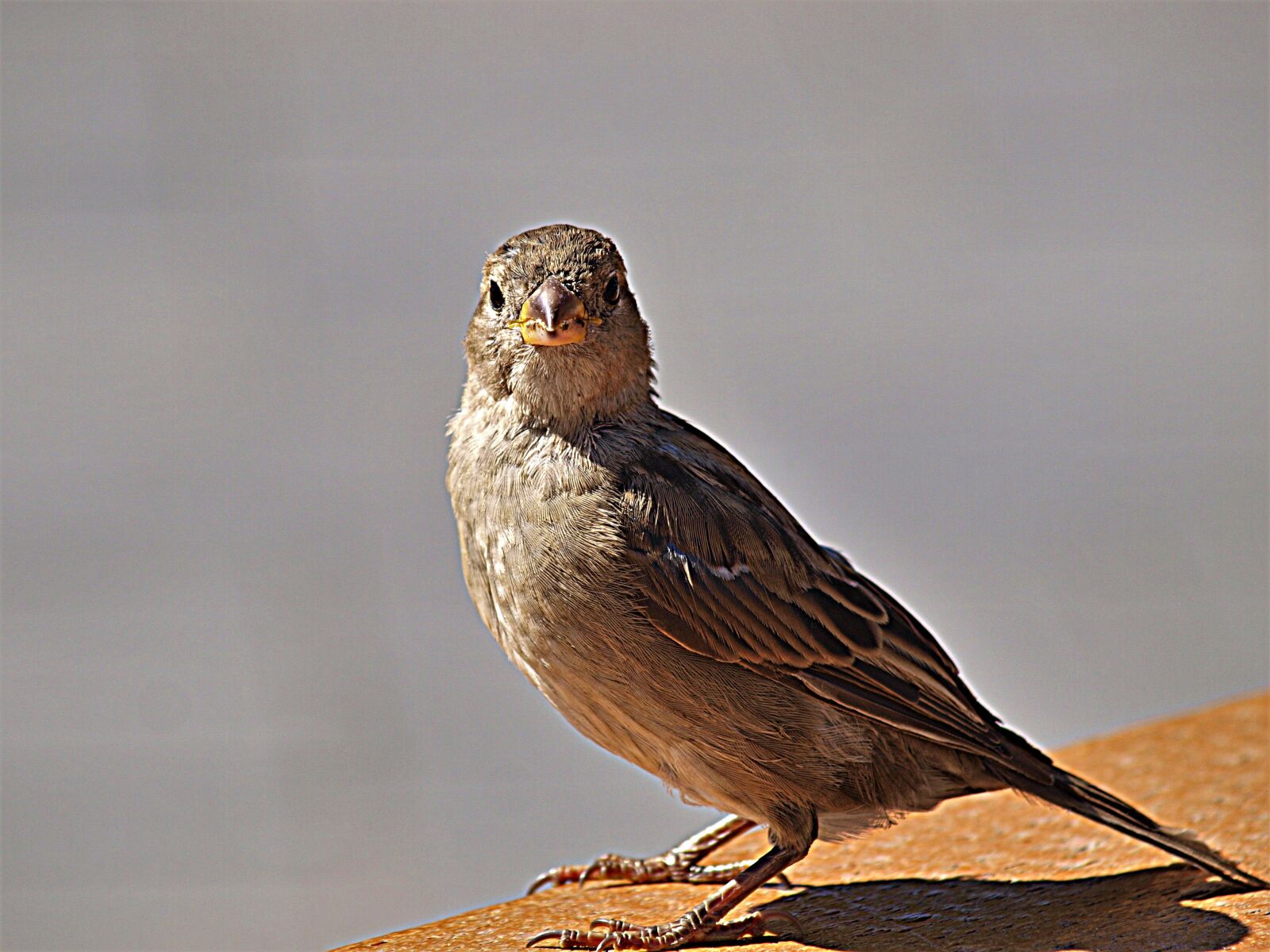 Olympus E-3 sample photo. Bird, sparrow, sperling photography
