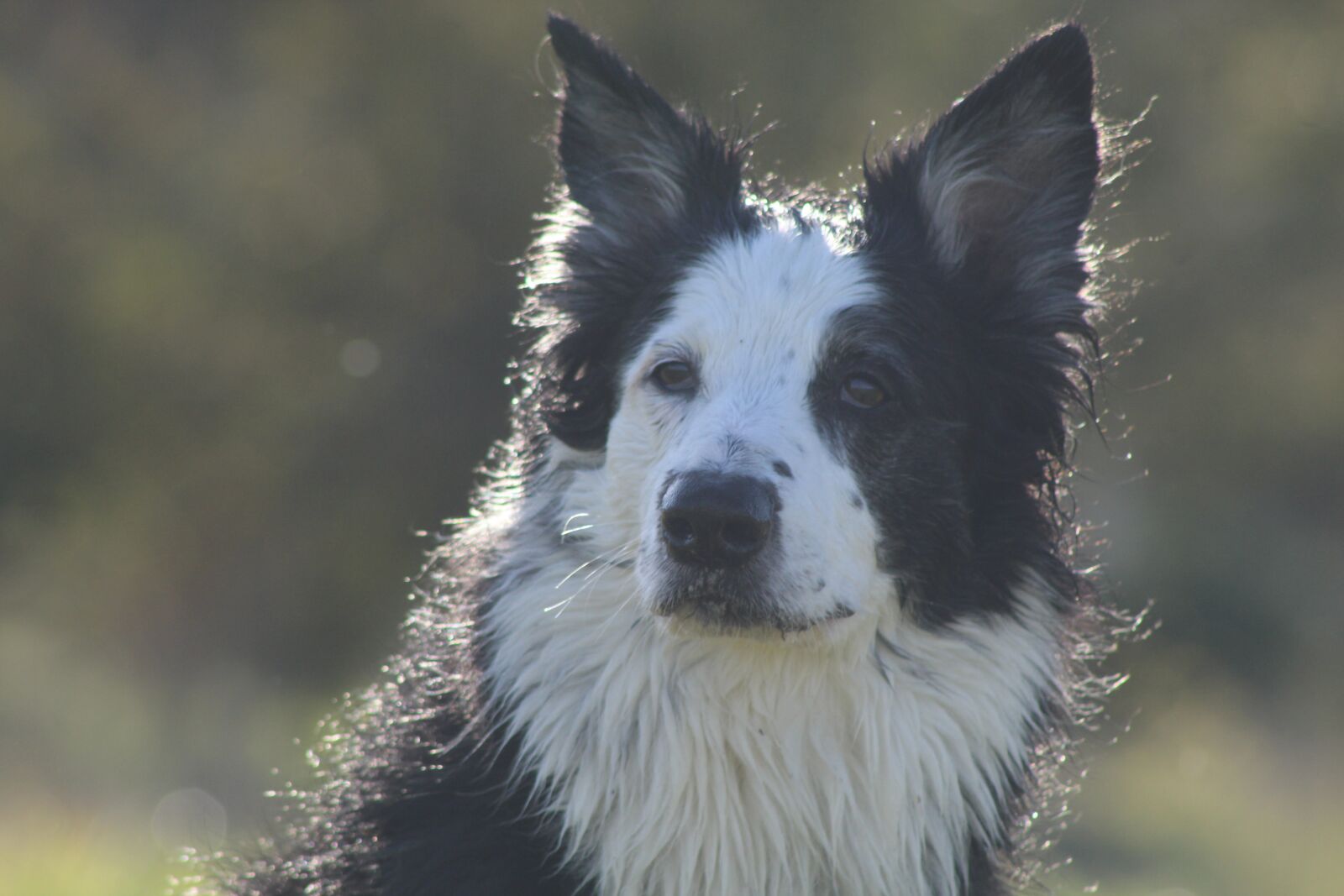 EF75-300mm f/4-5.6 sample photo. Dog, sheep dog, animals photography