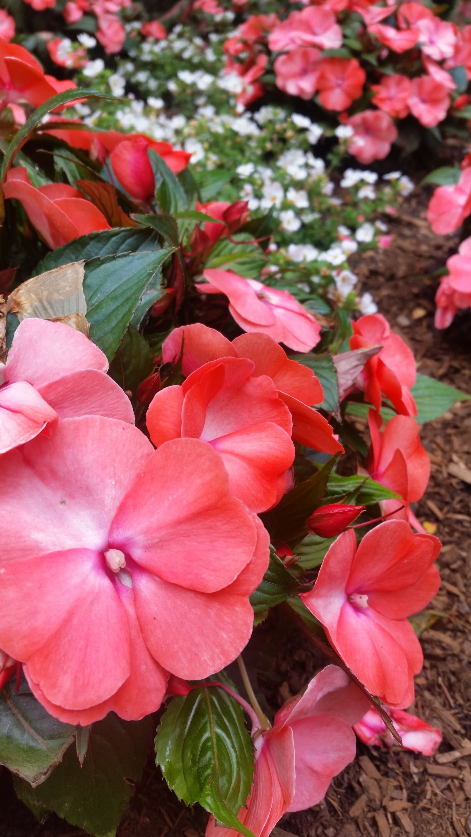 Samsung Galaxy S5 sample photo. Bloom, blossom, flora, flower photography