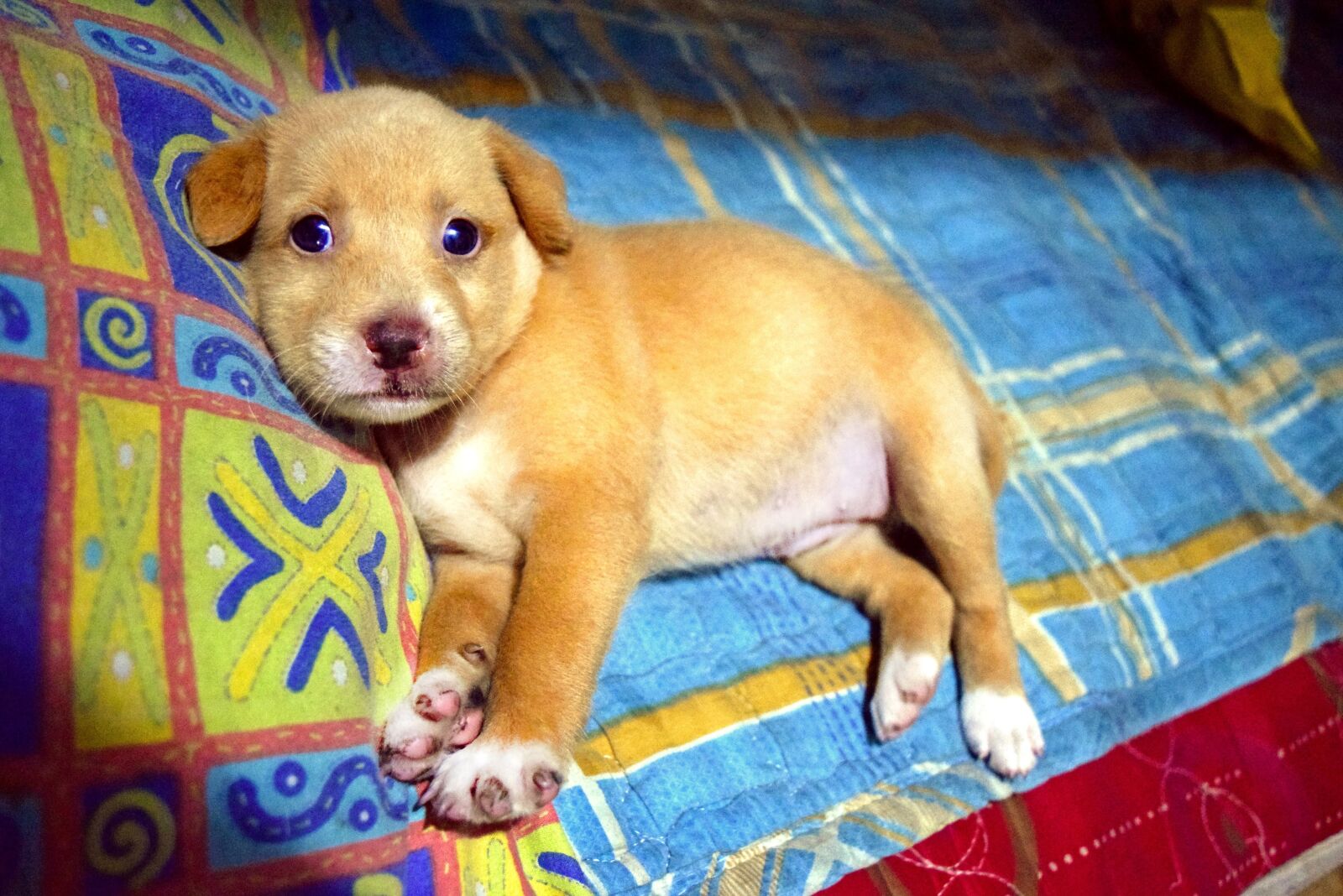 Nikon D3300 sample photo. Puppy, dog, animal photography