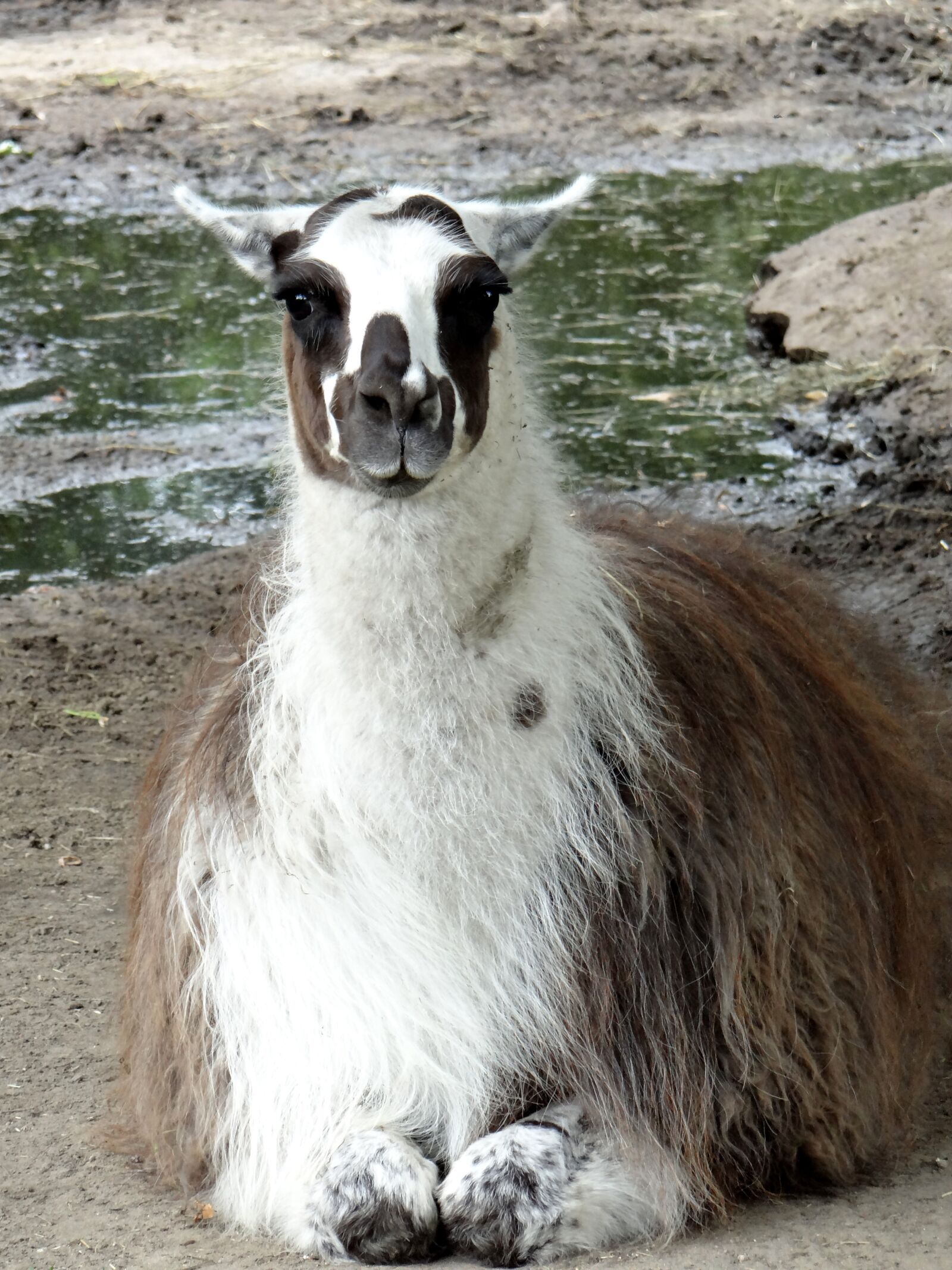 Sony DSC-HX200V sample photo. Lama, camelids, ungulates photography