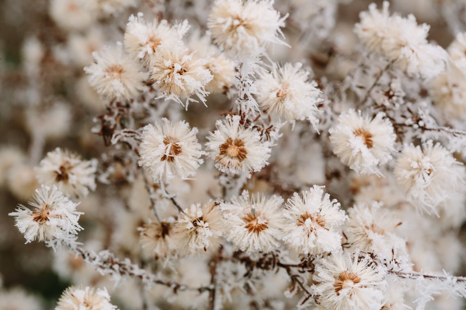 Canon EF 100mm F2.8 Macro USM sample photo. Cold, details, frosty, shrub photography