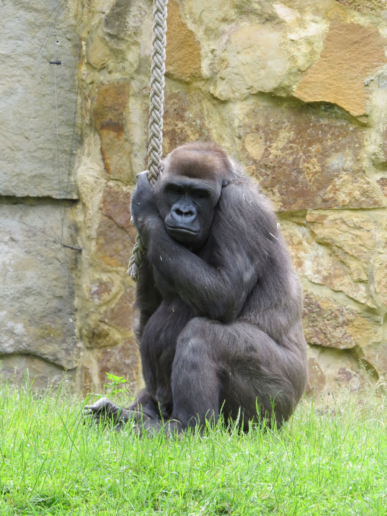 Canon PowerShot SX50 HS sample photo. Gorilla, animal, monkey photography