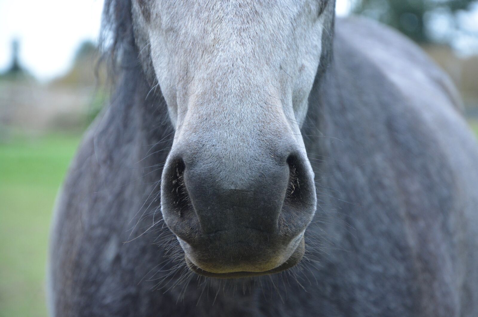 Nikon D5200 sample photo. Horse, nostrils, snout photography