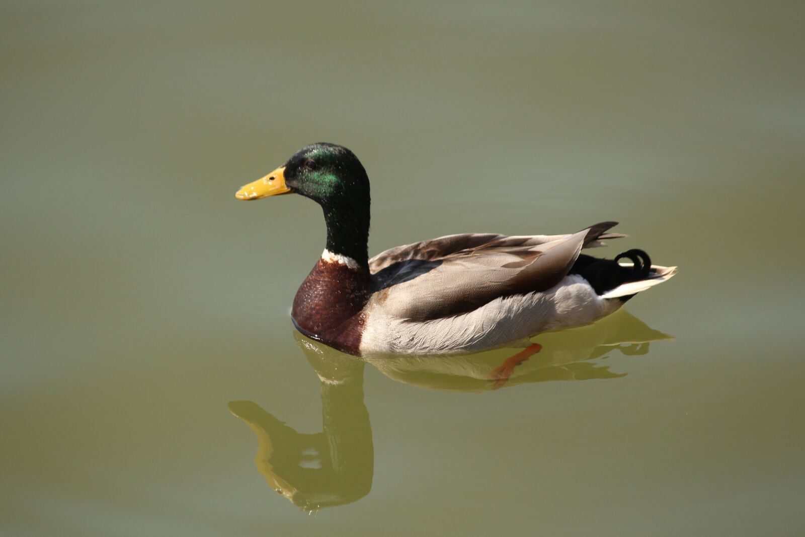 Canon EOS 600D (Rebel EOS T3i / EOS Kiss X5) sample photo. Duck, float, reflection photography