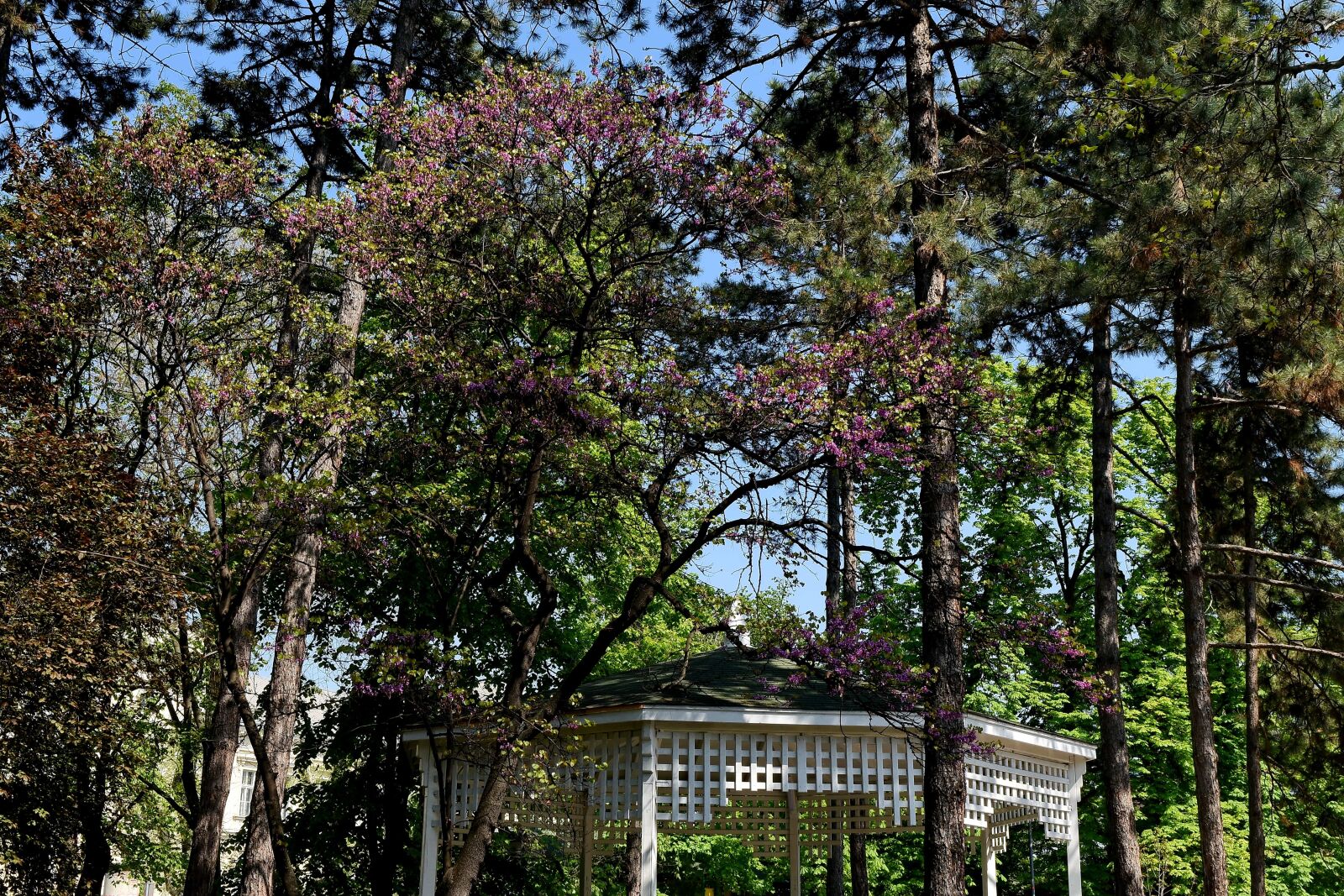 Nikon D5500 sample photo. Garden, terrace, urban area photography