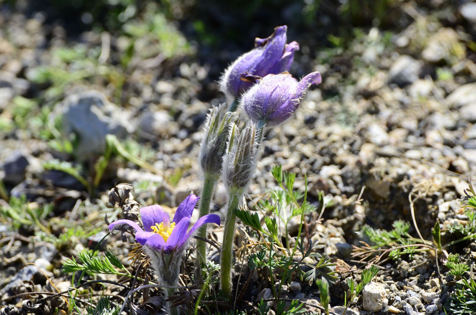 Nikon D7000 sample photo. Pulsatilla grandis, large kitchen photography
