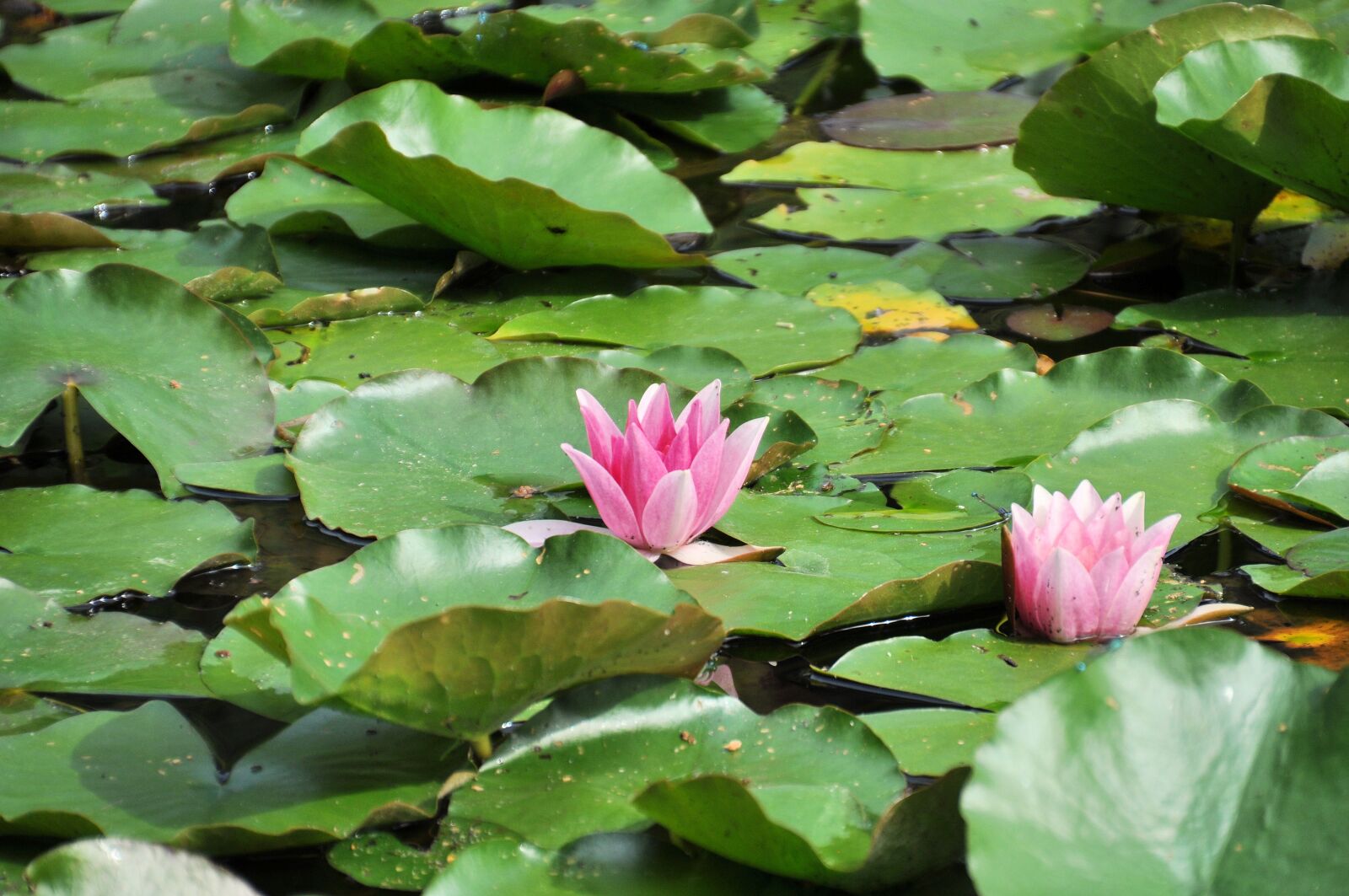 Nikon D5000 sample photo. Water lilies, lily pond photography