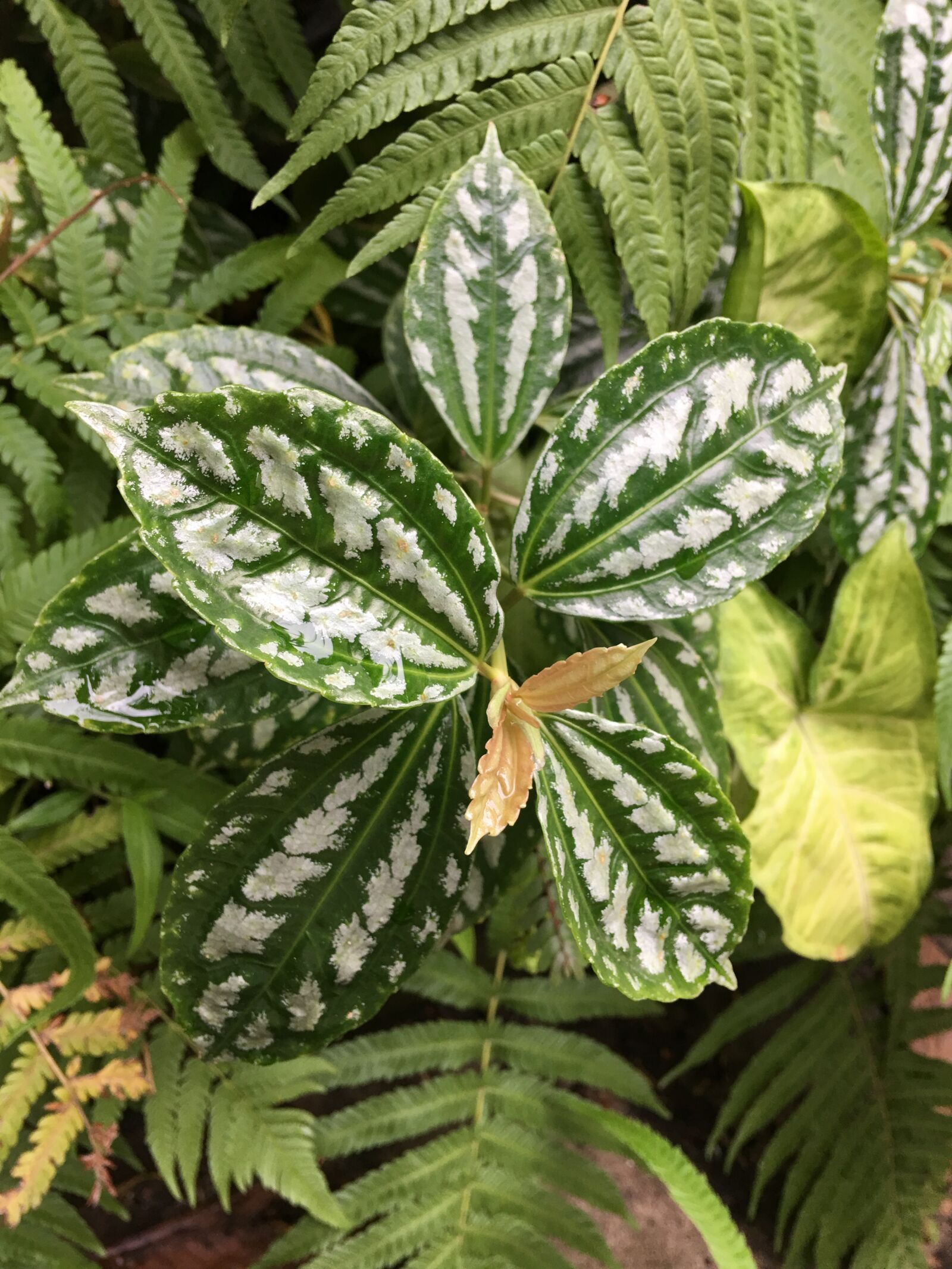 Apple iPhone 6s Plus sample photo. Silver, silver green, leaves photography