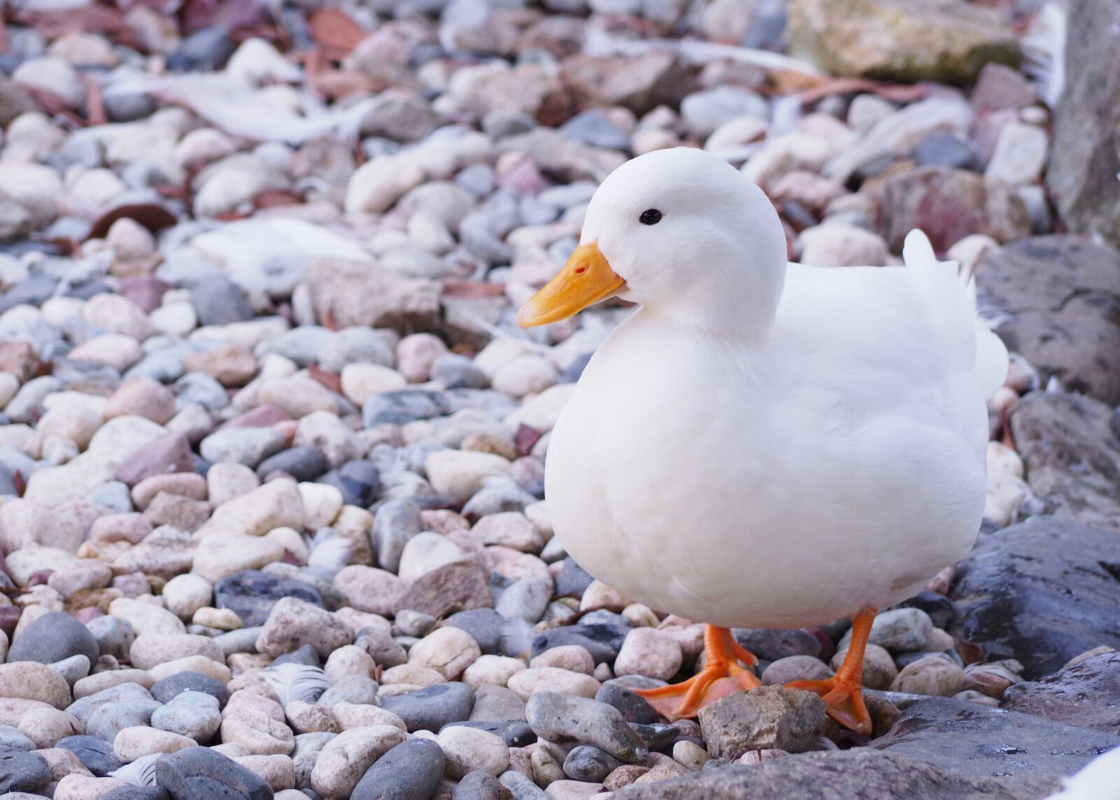 LUMIX G VARIO 45-200/F4.0-5.6II sample photo. Duck, 家鴨, 鶩 photography