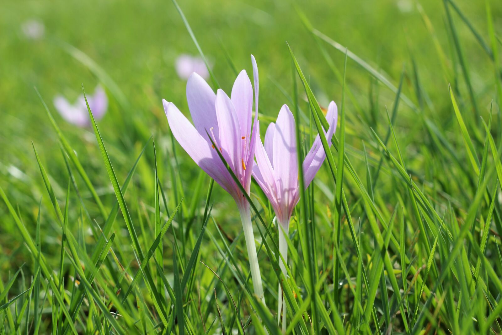 Canon EOS 550D (EOS Rebel T2i / EOS Kiss X4) sample photo. Crocus, meadow saffron, flower photography