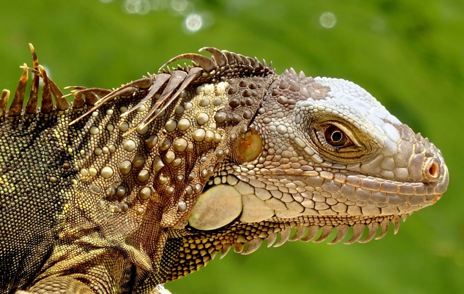 Sony Cyber-shot DSC-WX350 sample photo. Exotic, close up, iguana photography