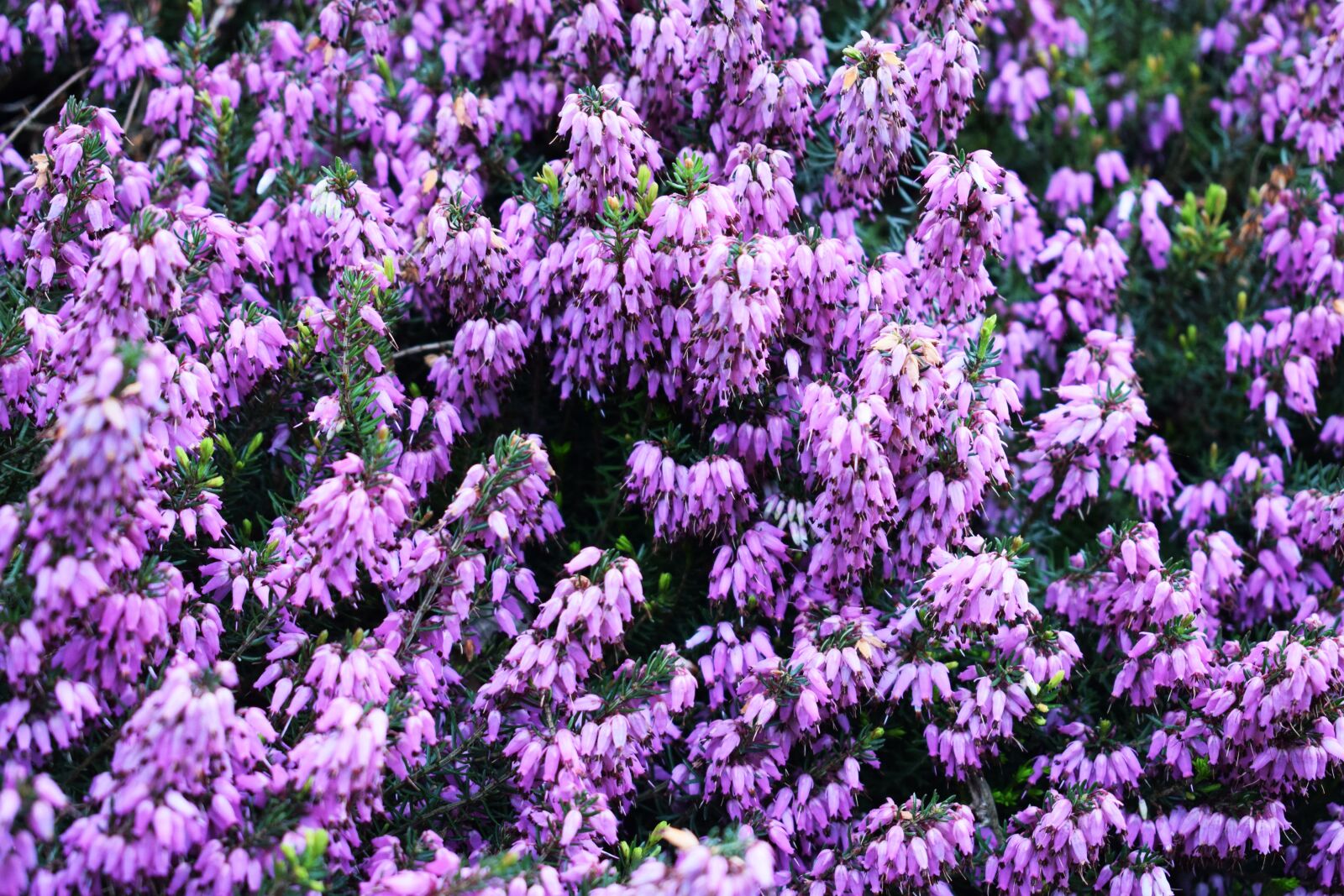 Nikon D3300 sample photo. Heather, garden, spring photography
