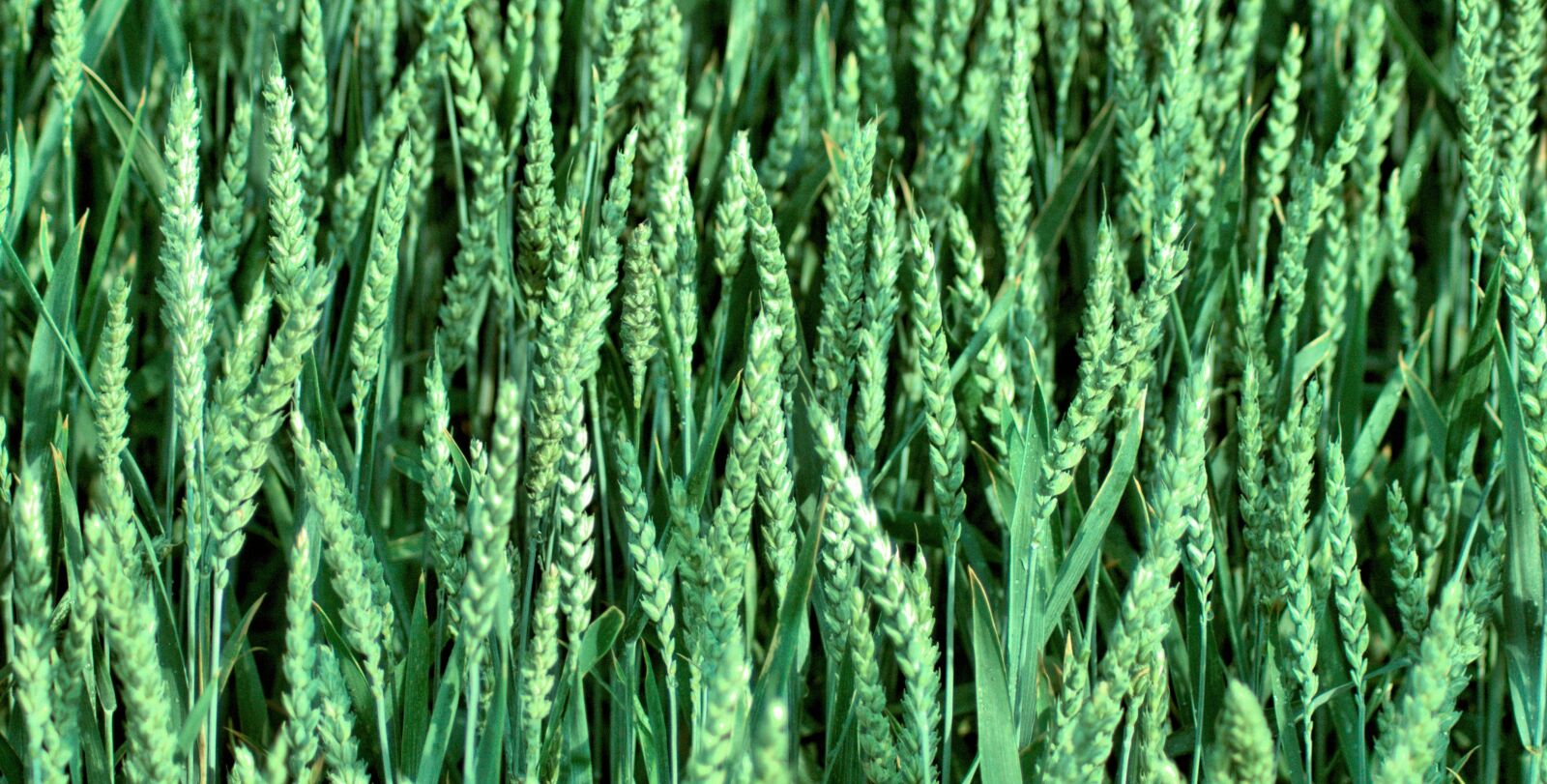 Nikon D7100 sample photo. Corn, green, field photography