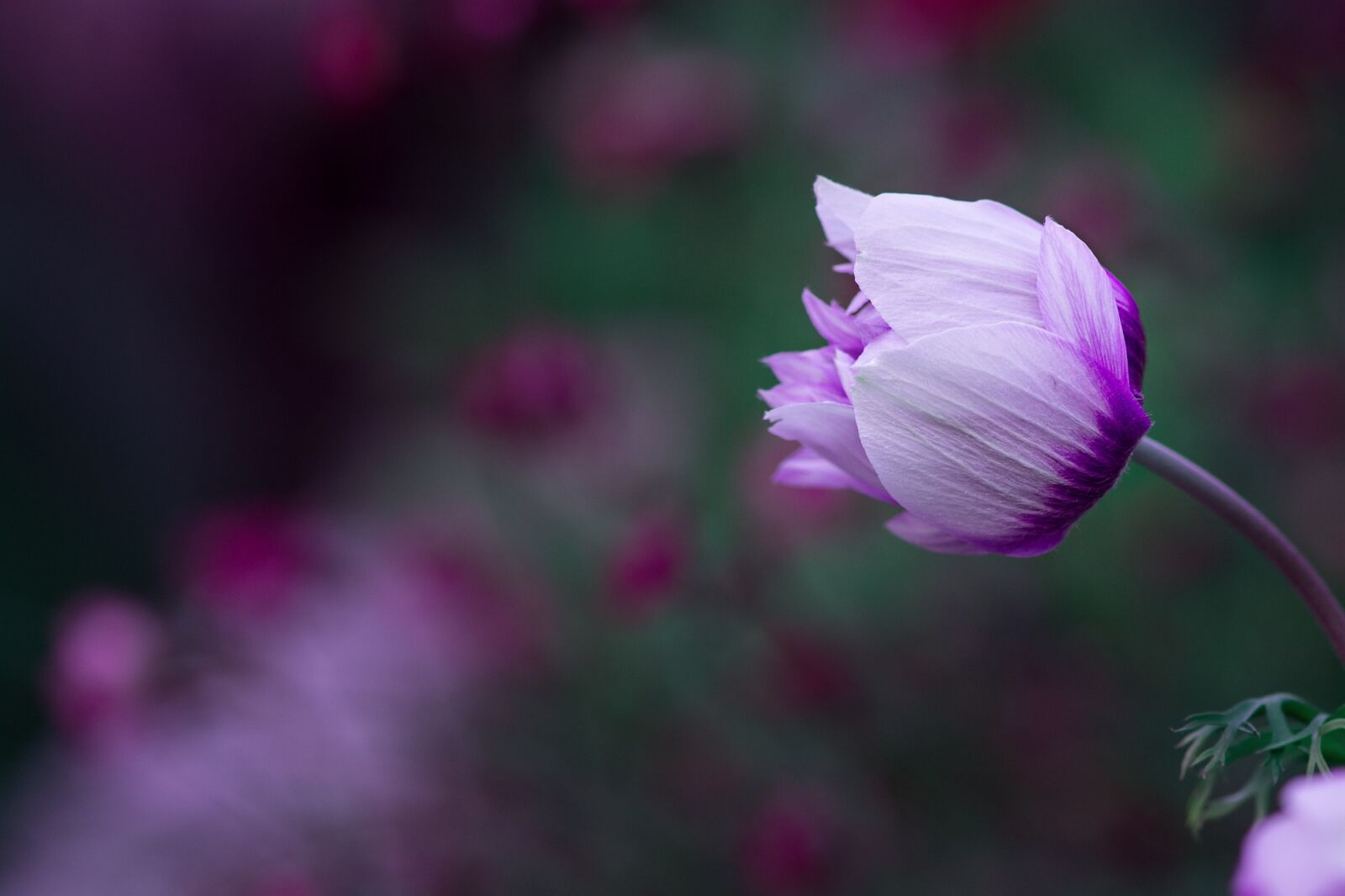 Nikon D7100 sample photo. Anemone, blossom, bloom photography