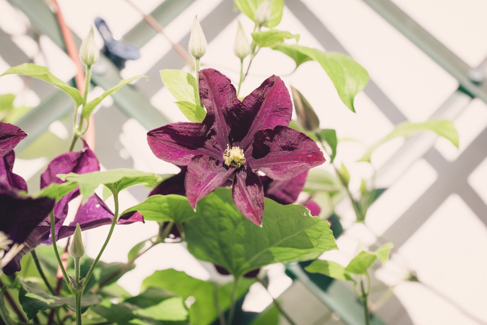 Nikon D750 sample photo. Clematis, flower, garden photography