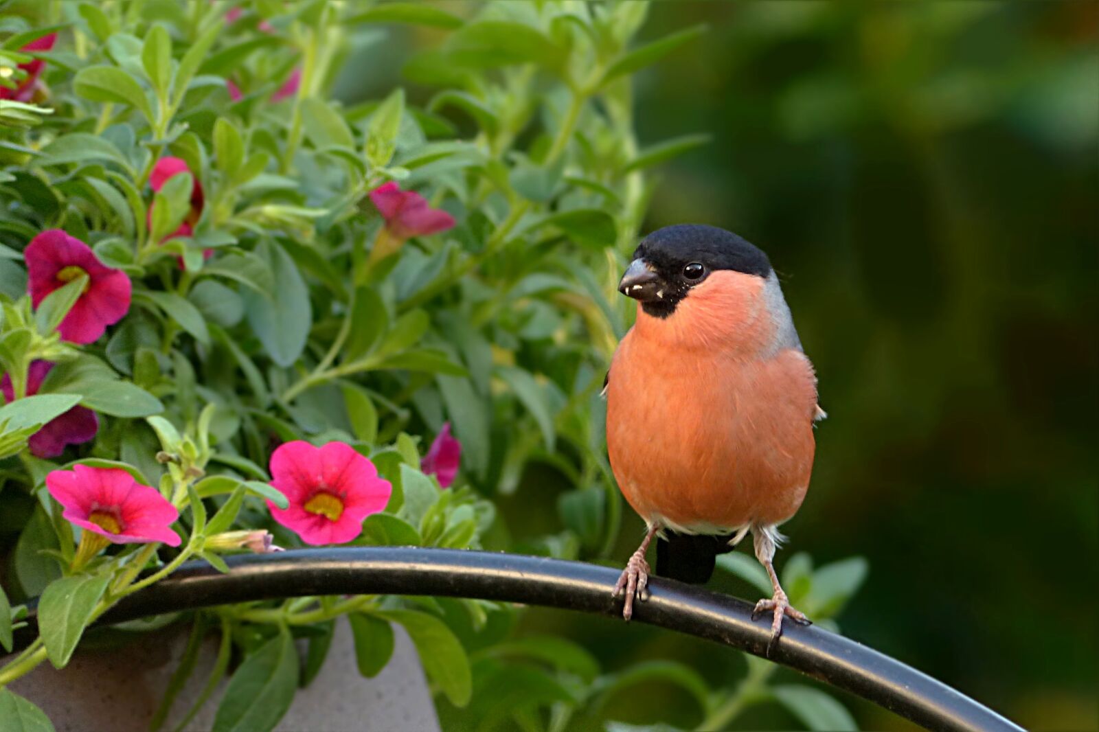 Panasonic Lumix DMC-FZ200 sample photo. Bird, bullfinch, pyrrhula photography