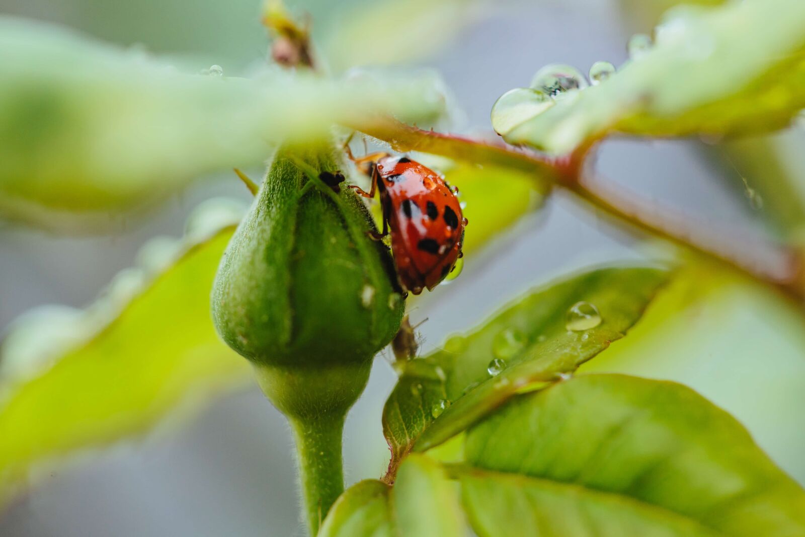 Canon EF 100mm F2.8 Macro USM sample photo. Arthropod, ladybug, plant, beetle photography