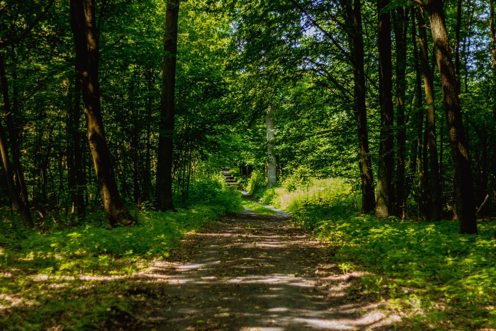 Canon EOS 60D + Canon EF 50mm F1.8 II sample photo. Forest, way, foliage photography