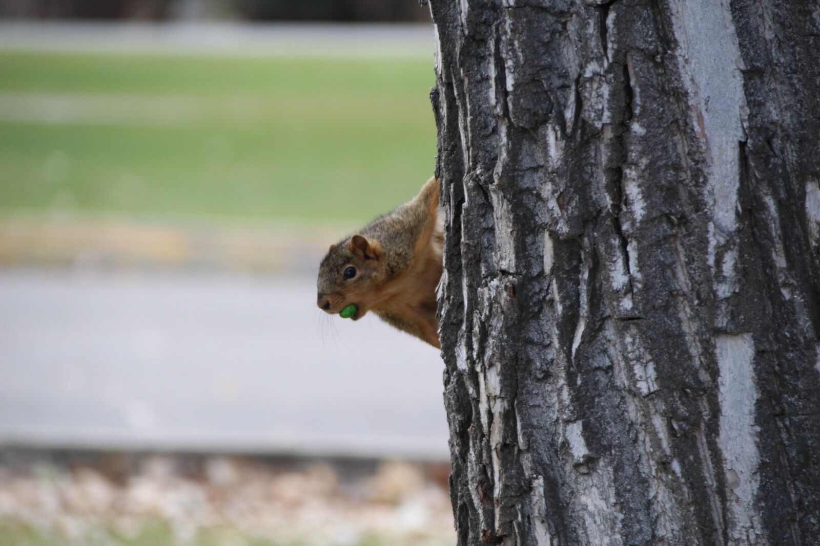 Canon EOS 1300D (EOS Rebel T6 / EOS Kiss X80) sample photo. Squirrel, nature, animal photography