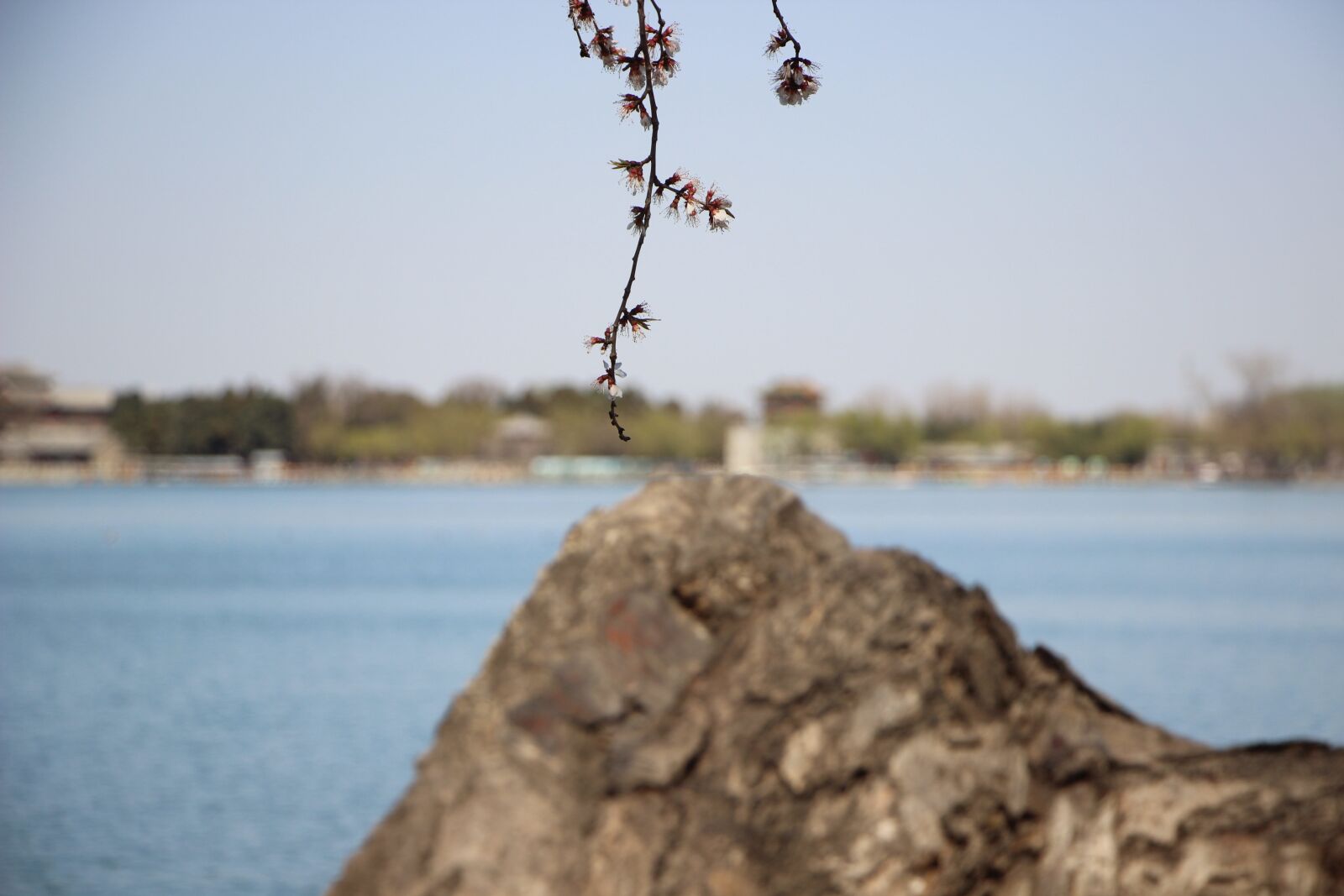 Canon EOS 600D (Rebel EOS T3i / EOS Kiss X5) sample photo. Scene, sakura, rock photography