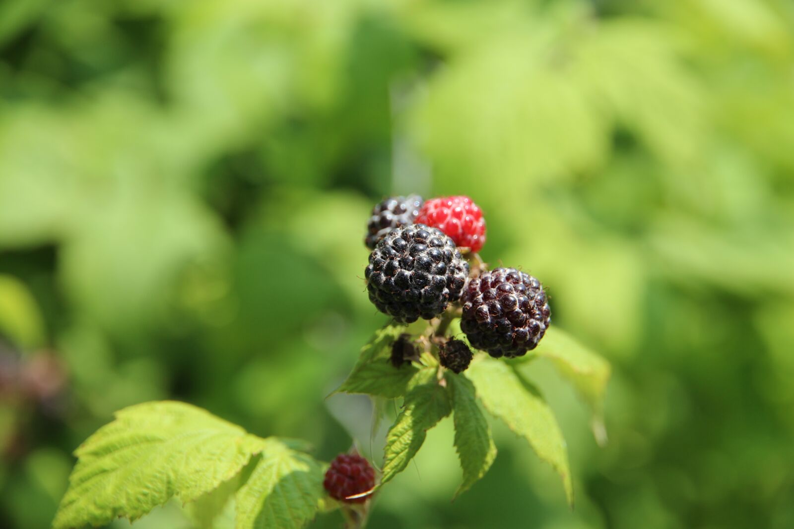 Canon EOS 650D (EOS Rebel T4i / EOS Kiss X6i) sample photo. Raspberry, black raspberry, plant photography