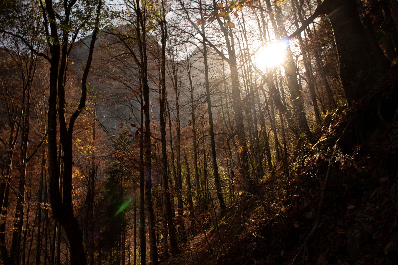 Canon EOS M sample photo. Mountain, forest, sunset photography