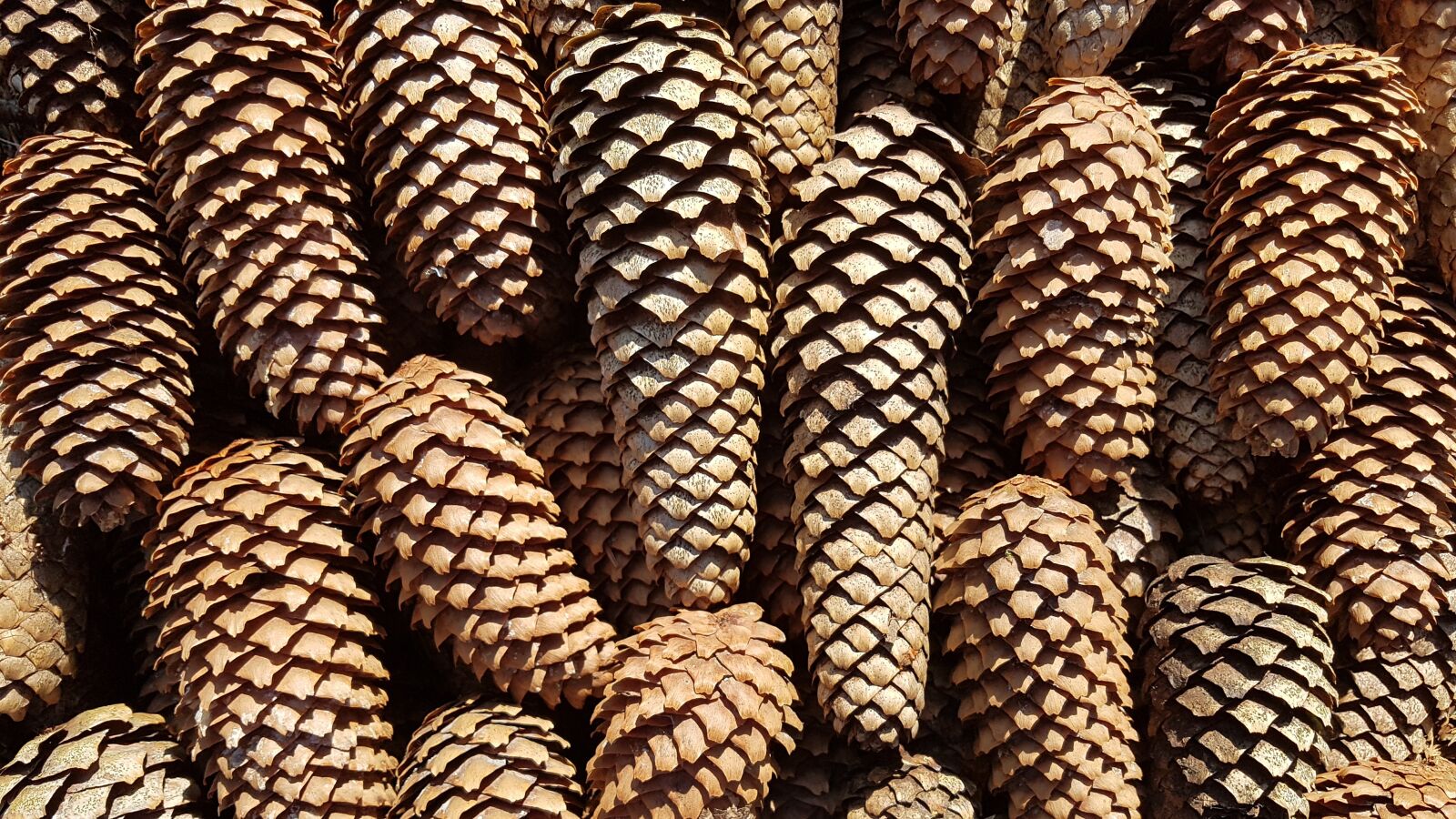 Samsung Galaxy S7 sample photo. Tap, pine cones, pattern photography