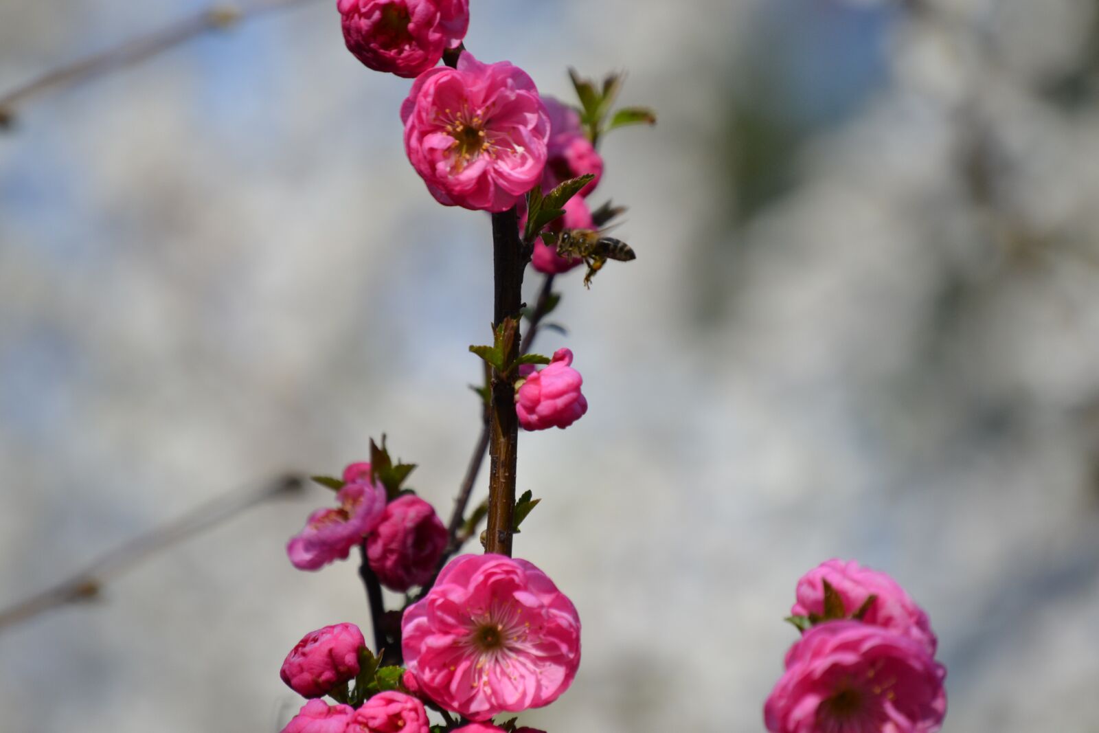 Nikon D3100 sample photo. Flowers, tree, branch photography