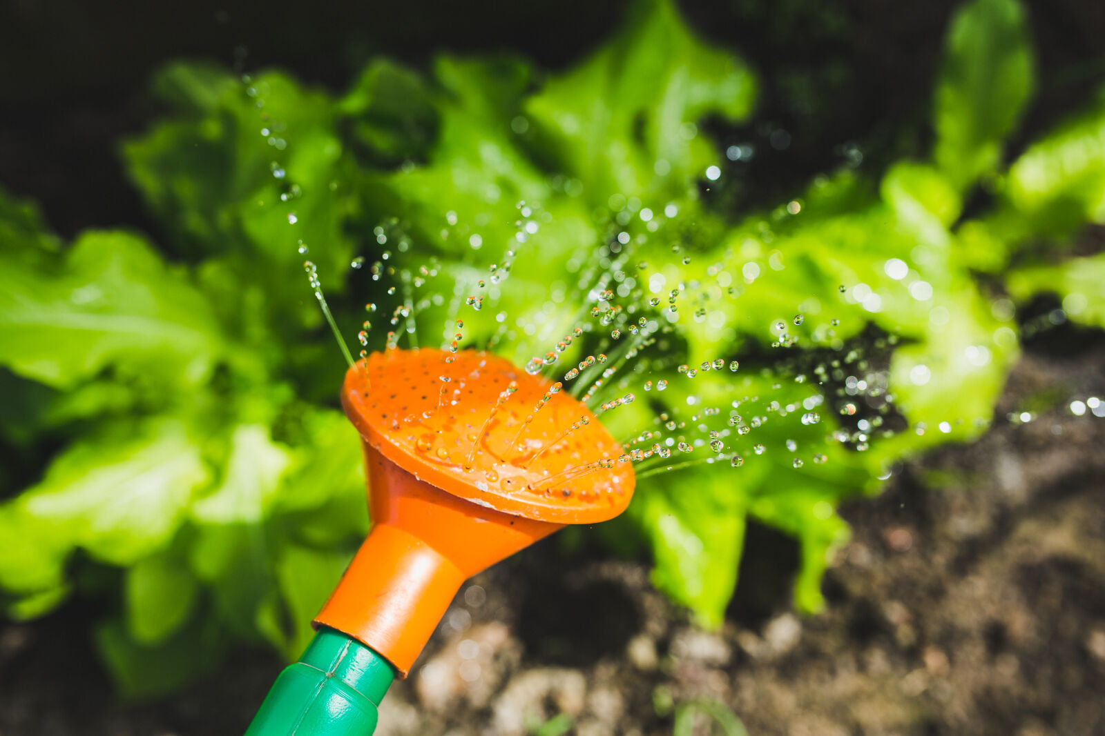 Canon EOS 6D + Sigma 35mm F1.4 DG HSM Art sample photo. Watering, plants, with, a photography