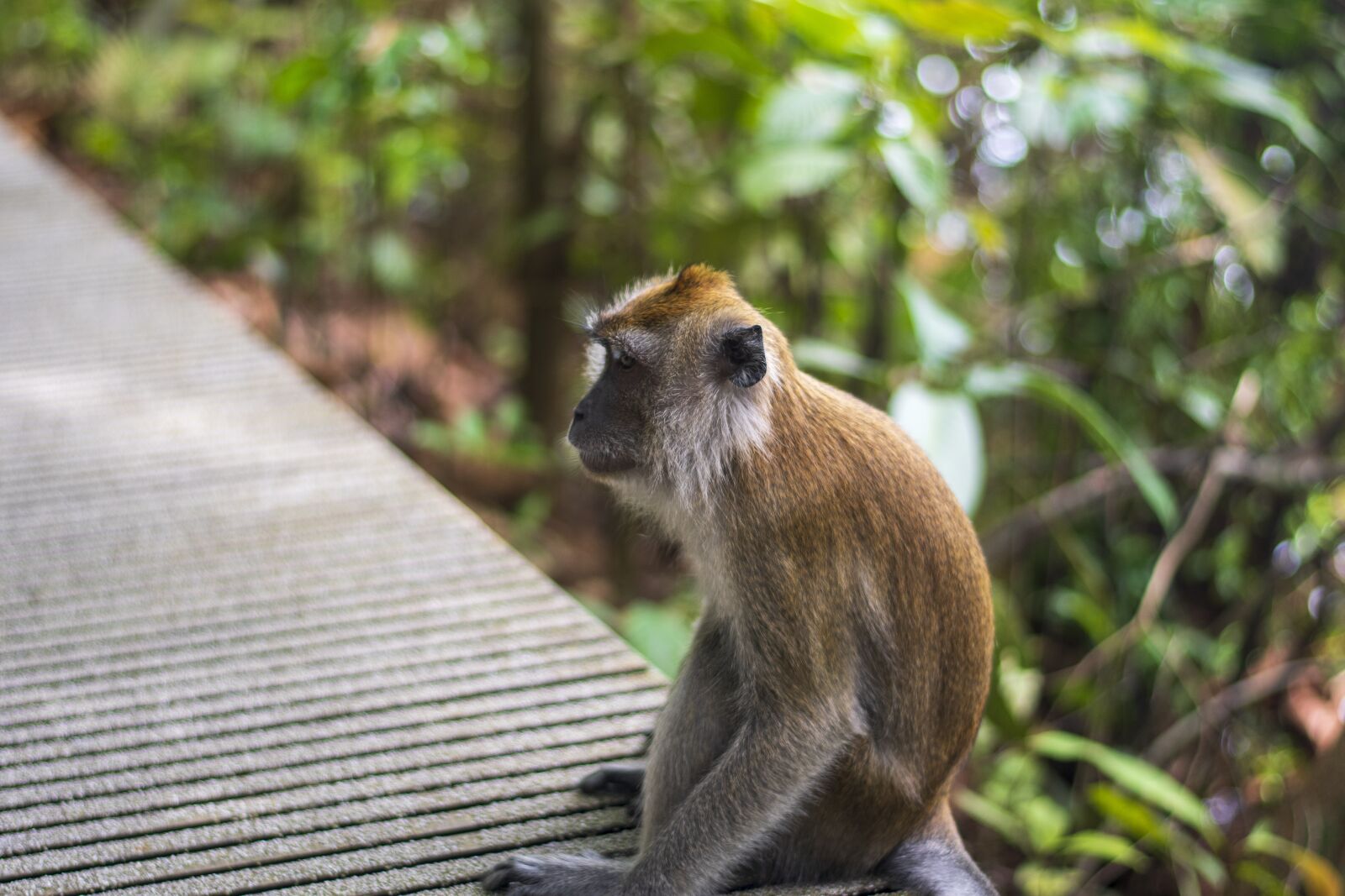 Nikon D7500 sample photo. Monkeys, nature, animals photography