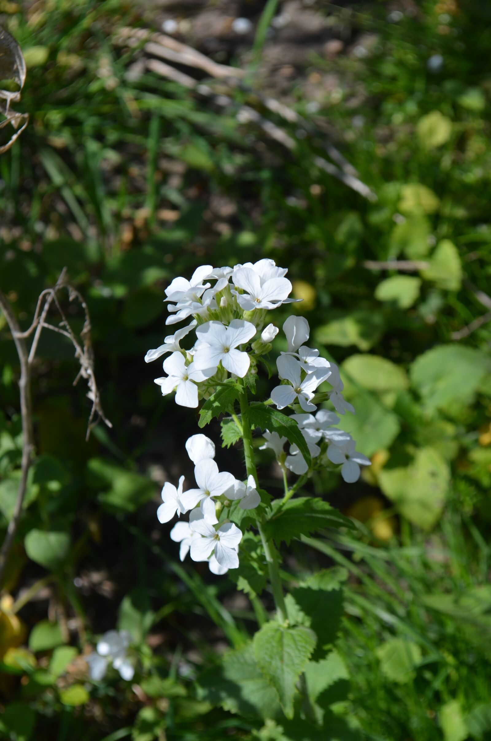 Nikon D5100 sample photo. Flower, white, spring photography