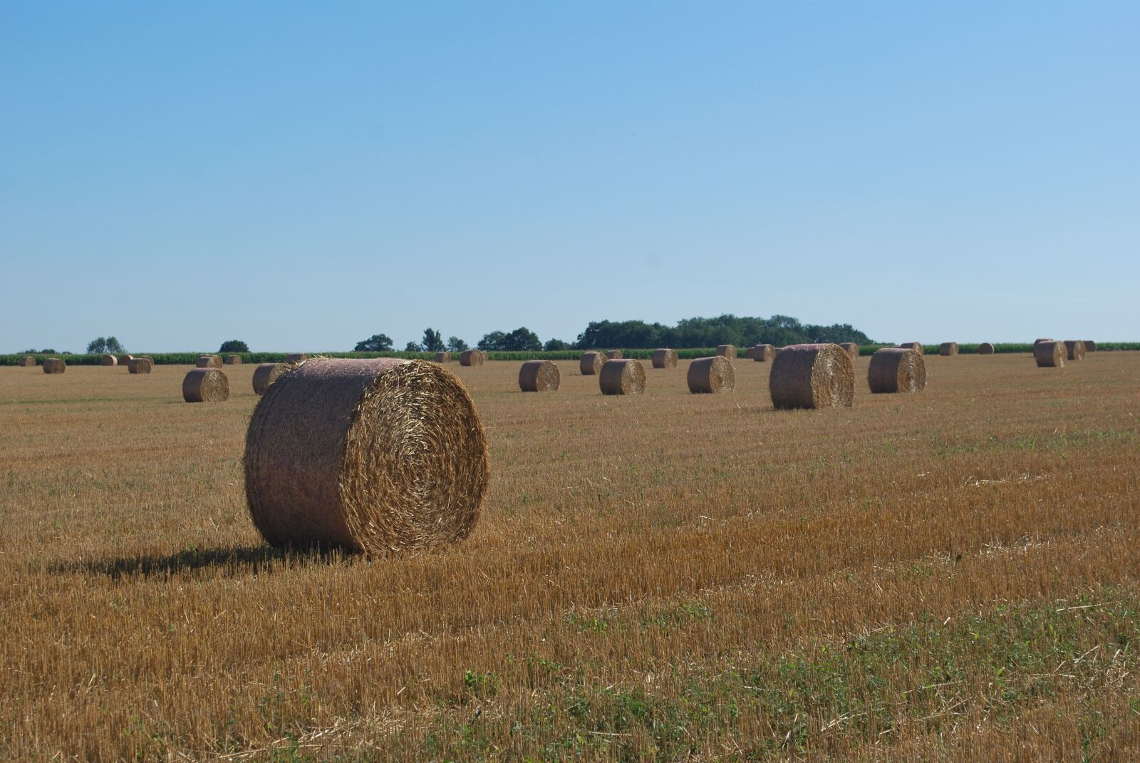 Nikon D60 sample photo. Straw, bundles, harvest photography