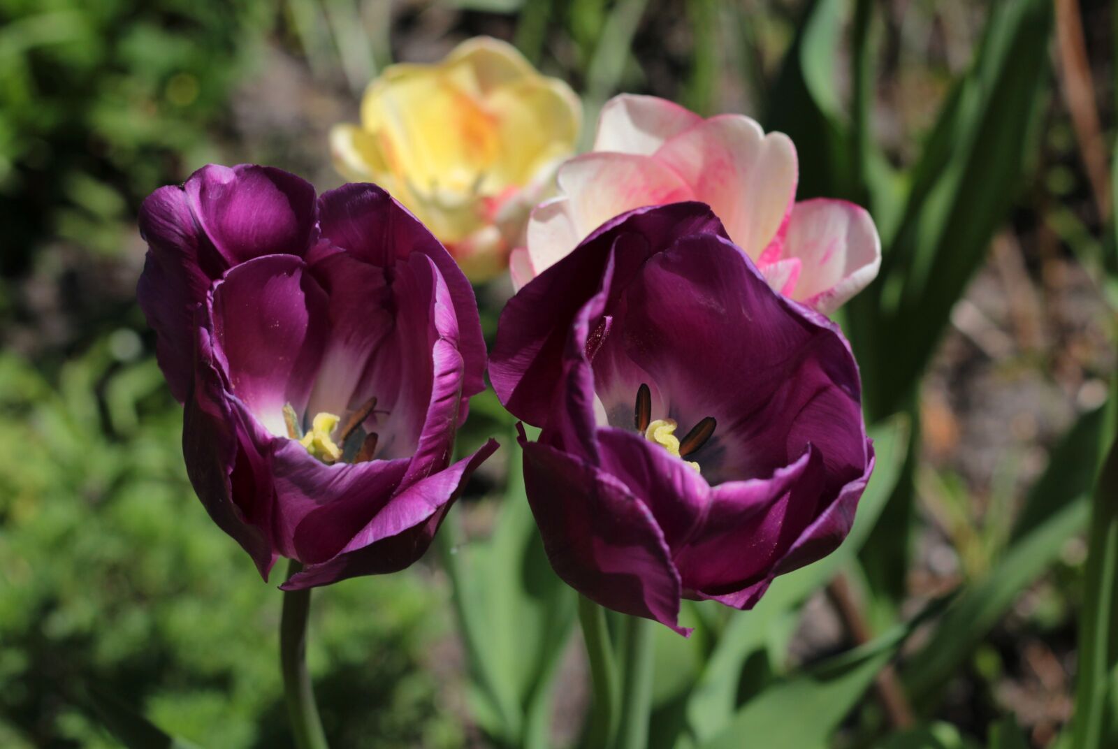 Canon EOS 600D (Rebel EOS T3i / EOS Kiss X5) + Canon EF 50mm F1.8 STM sample photo. Tulips, purple, spring photography