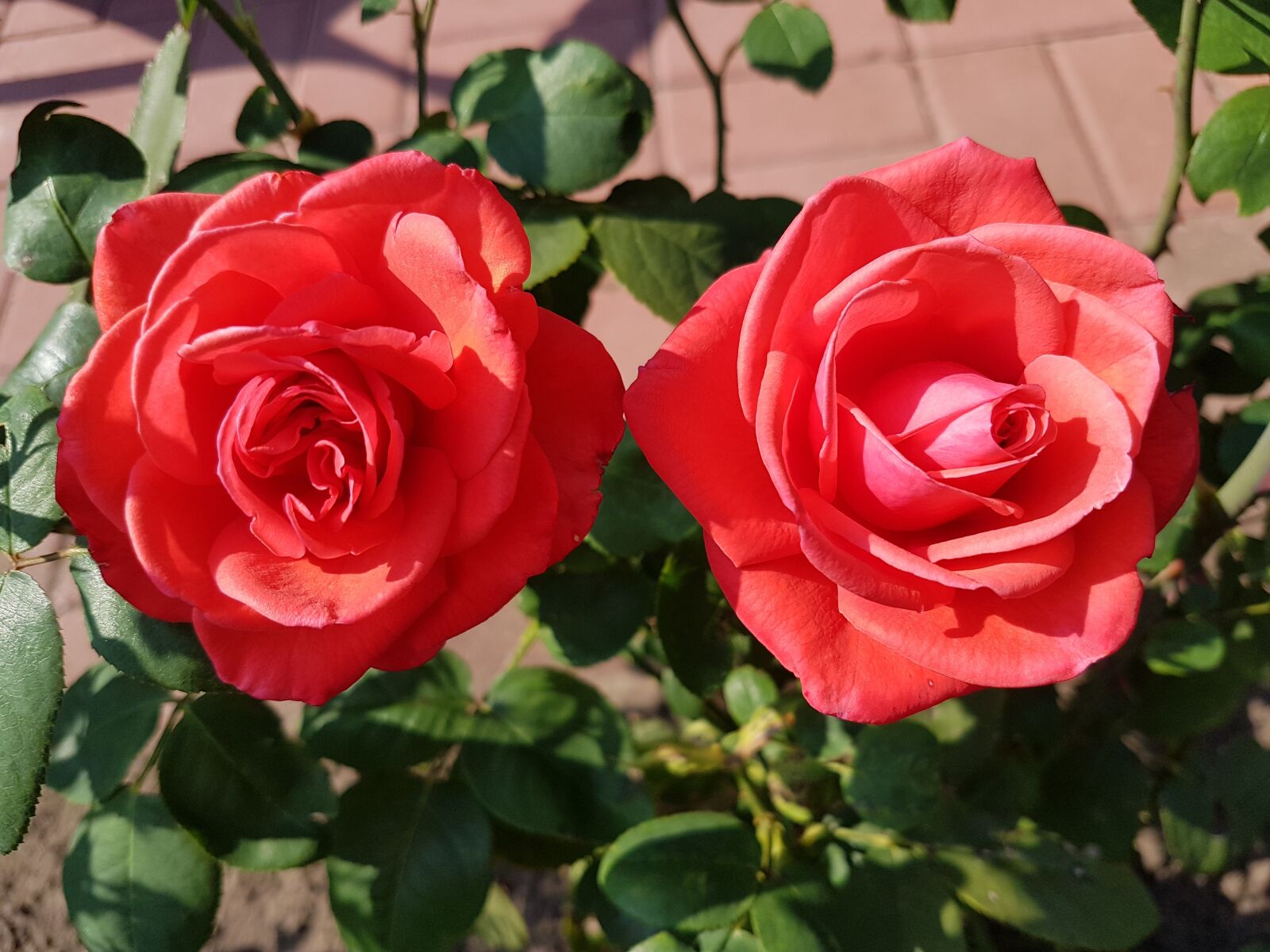 Samsung Galaxy S7 sample photo. Roses, pair, red photography