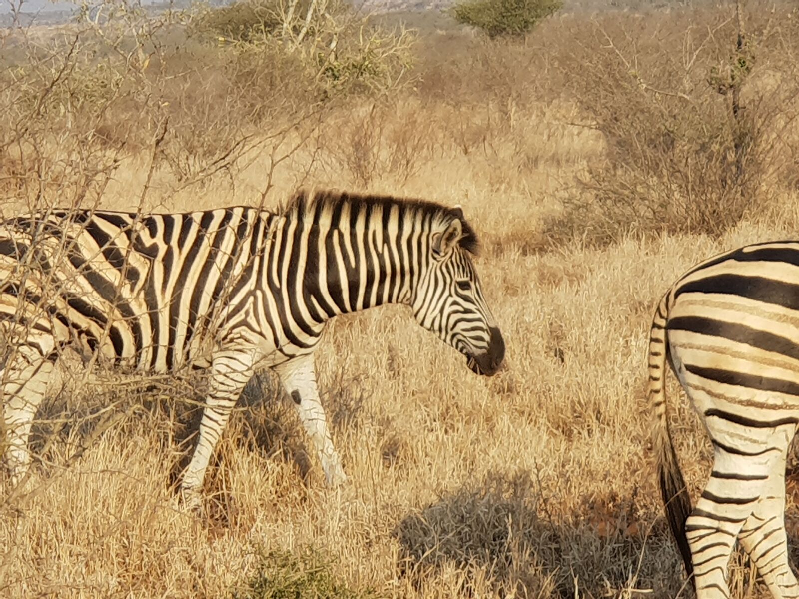 Samsung Galaxy S9+ sample photo. Kruger national park, zebra photography