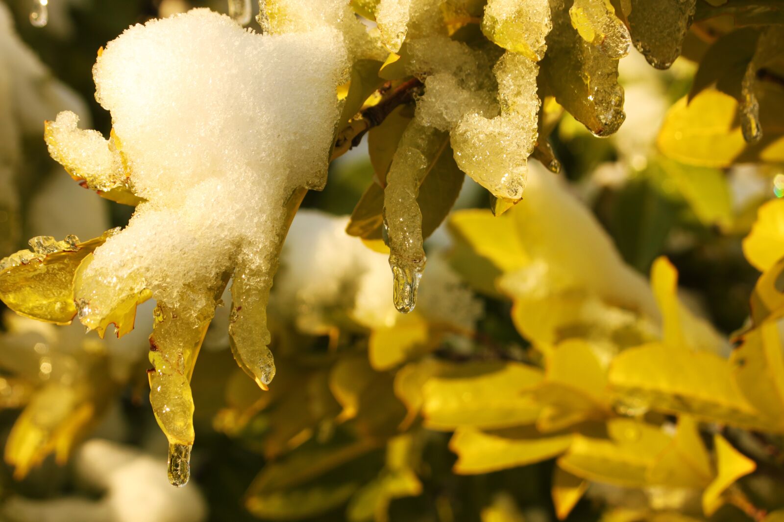 Canon EOS 500D (EOS Rebel T1i / EOS Kiss X3) sample photo. Ice, leafs, tree photography