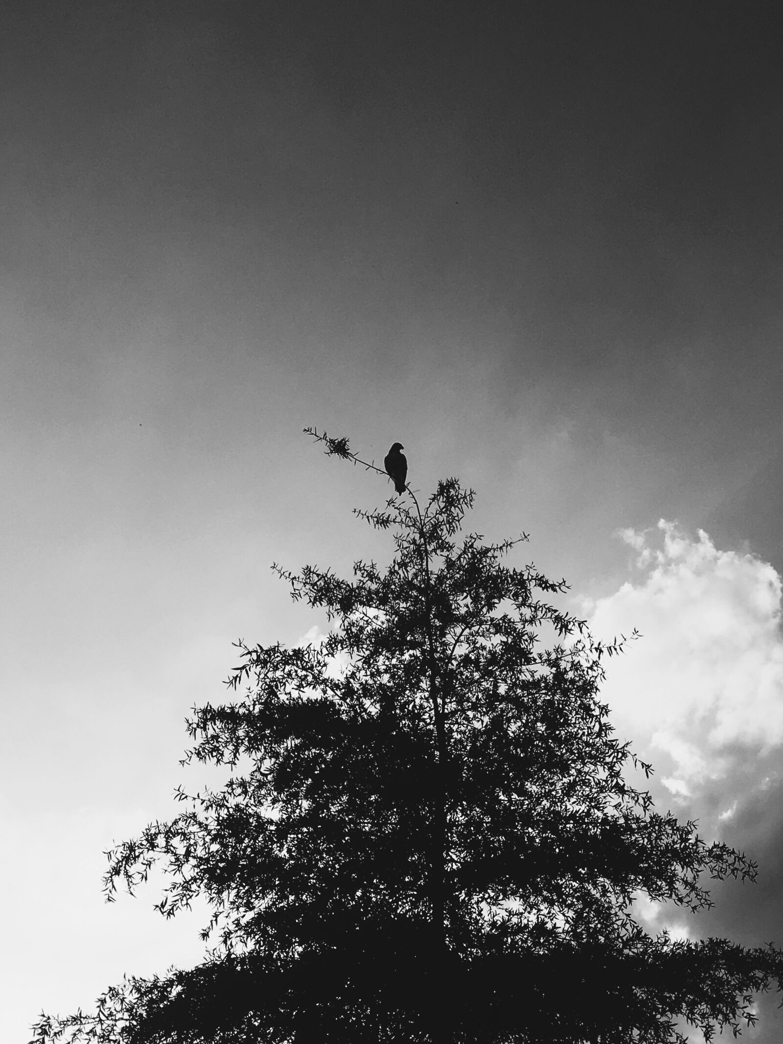 iPhone SE back camera 4.15mm f/2.2 sample photo. Bird, tree, hawk photography