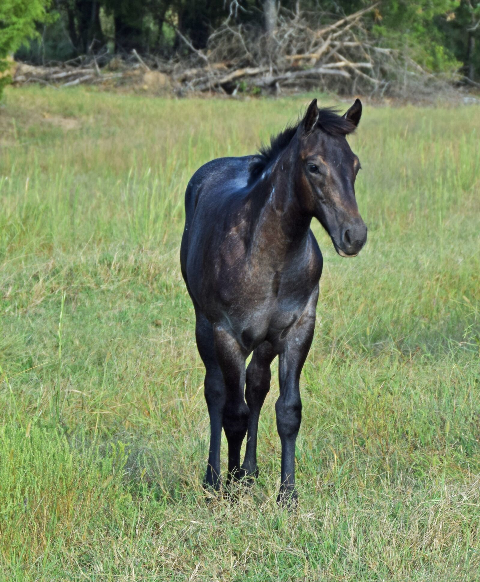 Nikon D5300 sample photo. Horse, foal, weanling photography